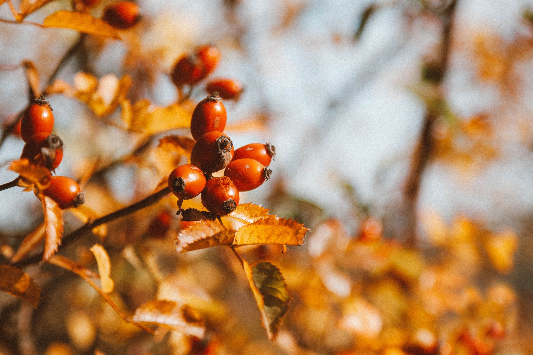 Vibrant rose hips and golden autumn leaves in a British hedgerow - British Berries Guide