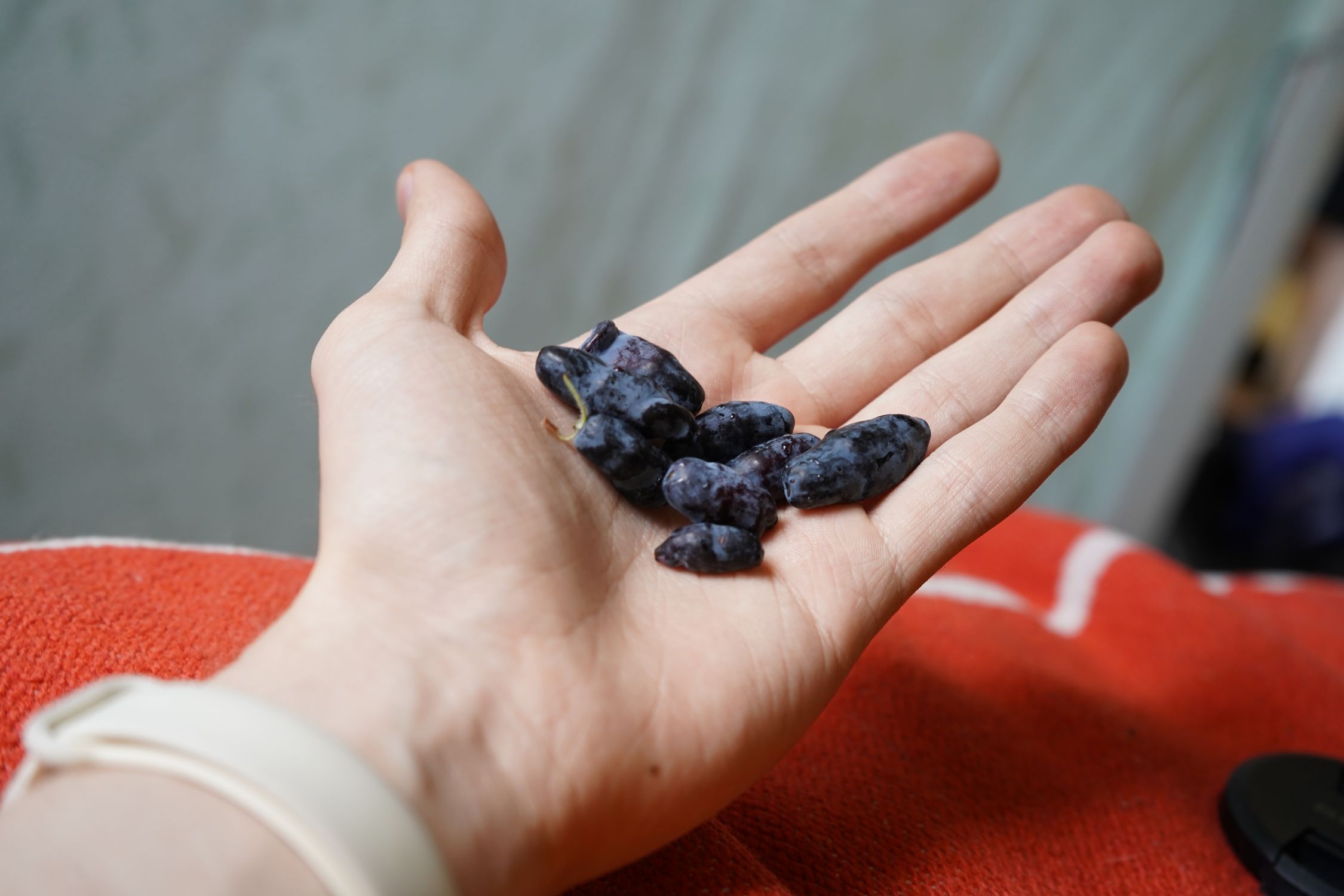 Elongated blue honeyberries freshly picked