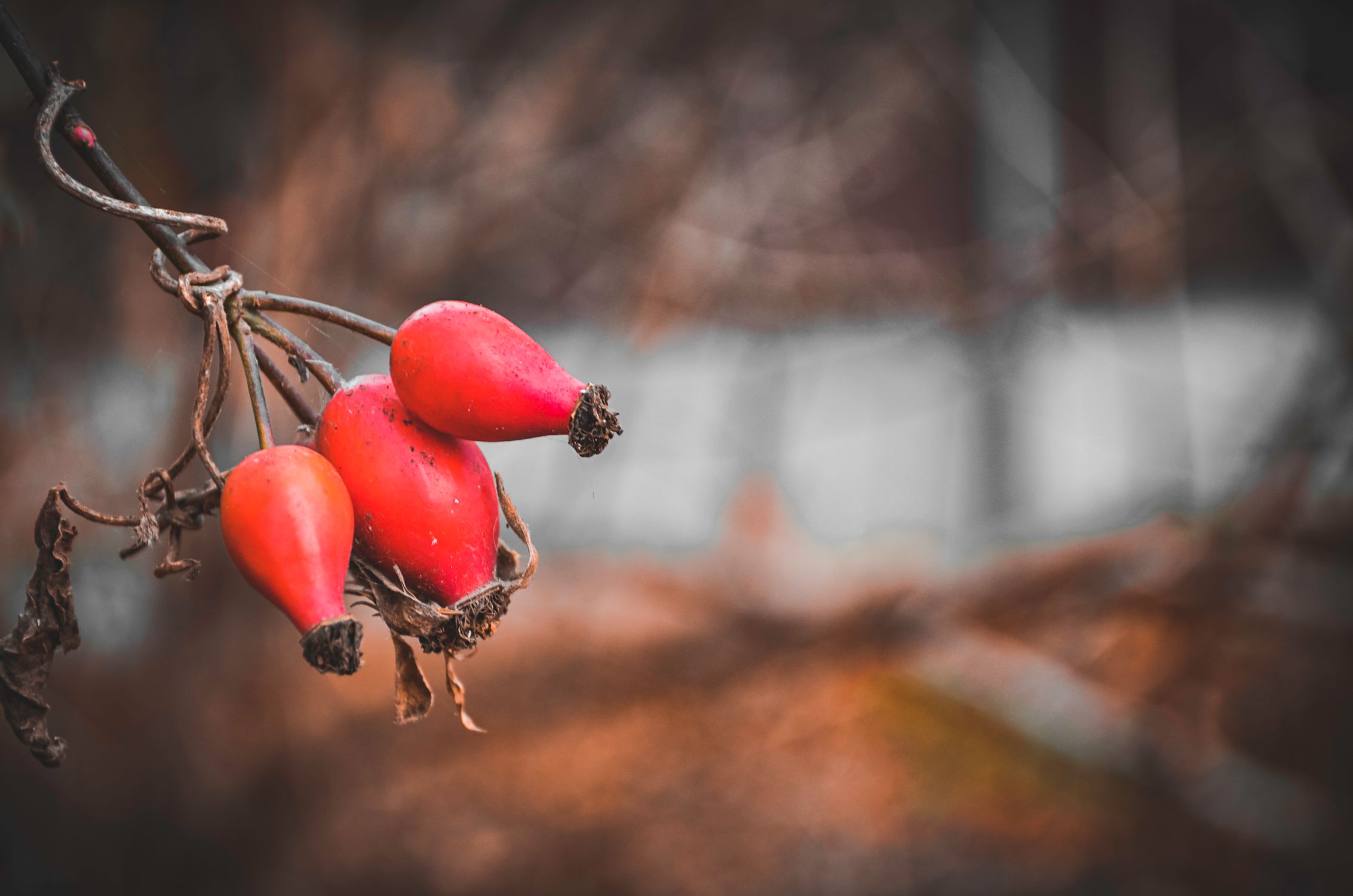 Bright red rosehips hanging from a bare branch in autumn