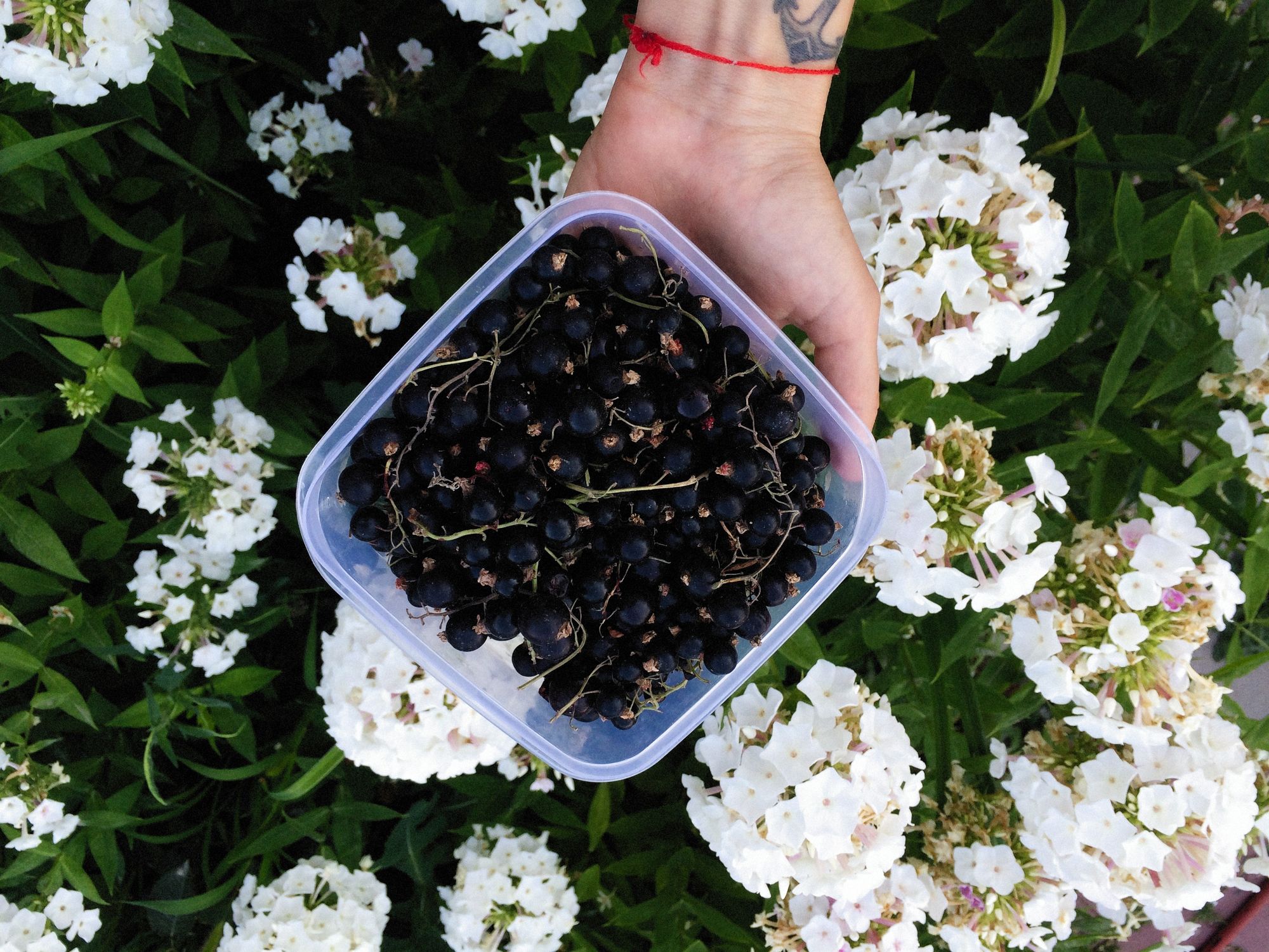 A hand holding freshly picked blackcurrants