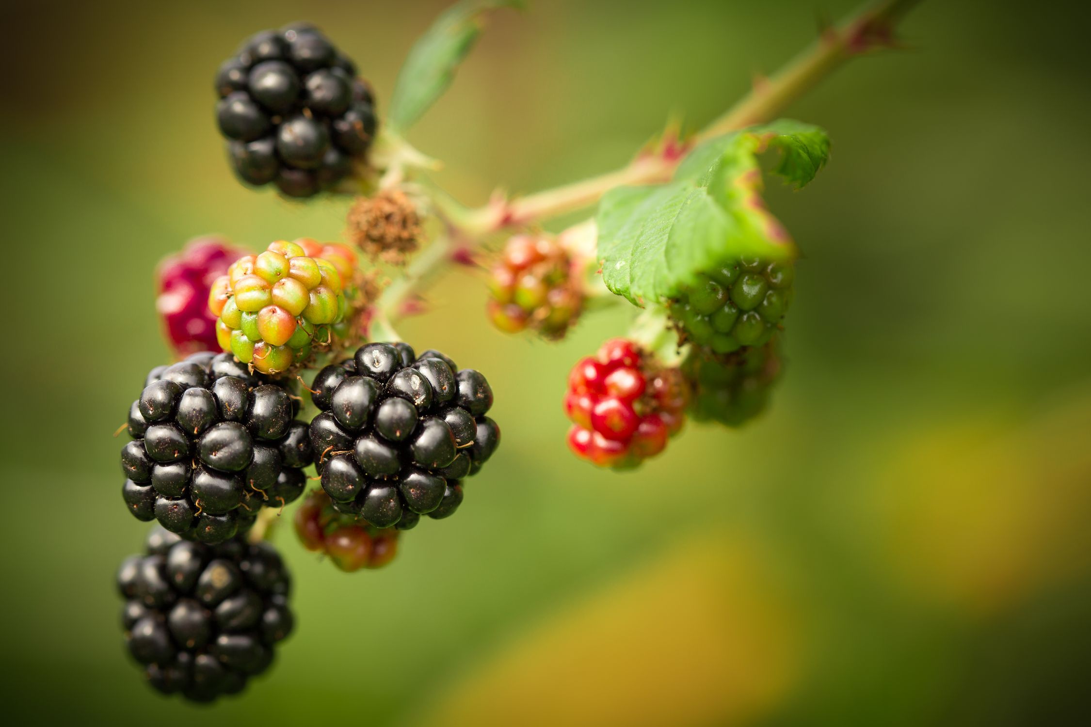 Ripe and unripe blackberries growing on the vine in a garden