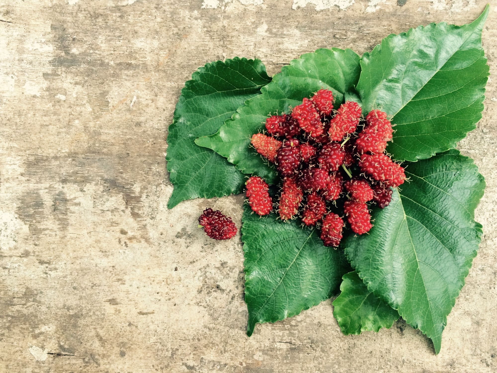 Red mulberry-like fruit ripening on the branch - British Berries Guide