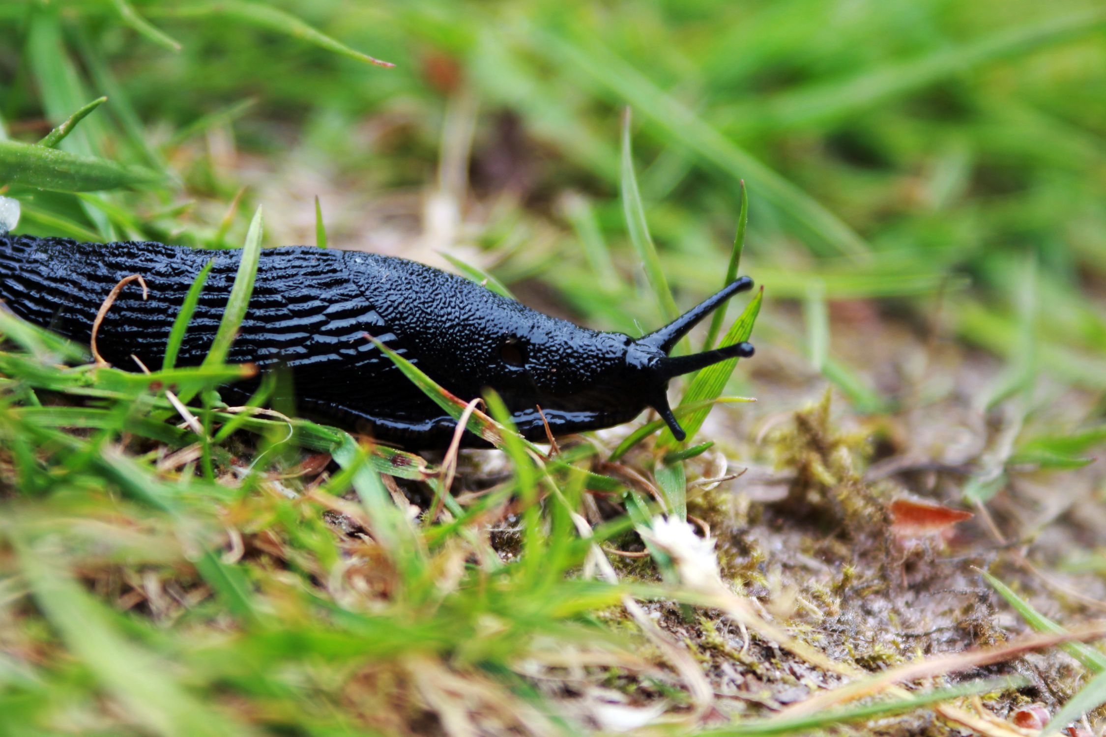 Garden slug crawling through grass, a common strawberry pest