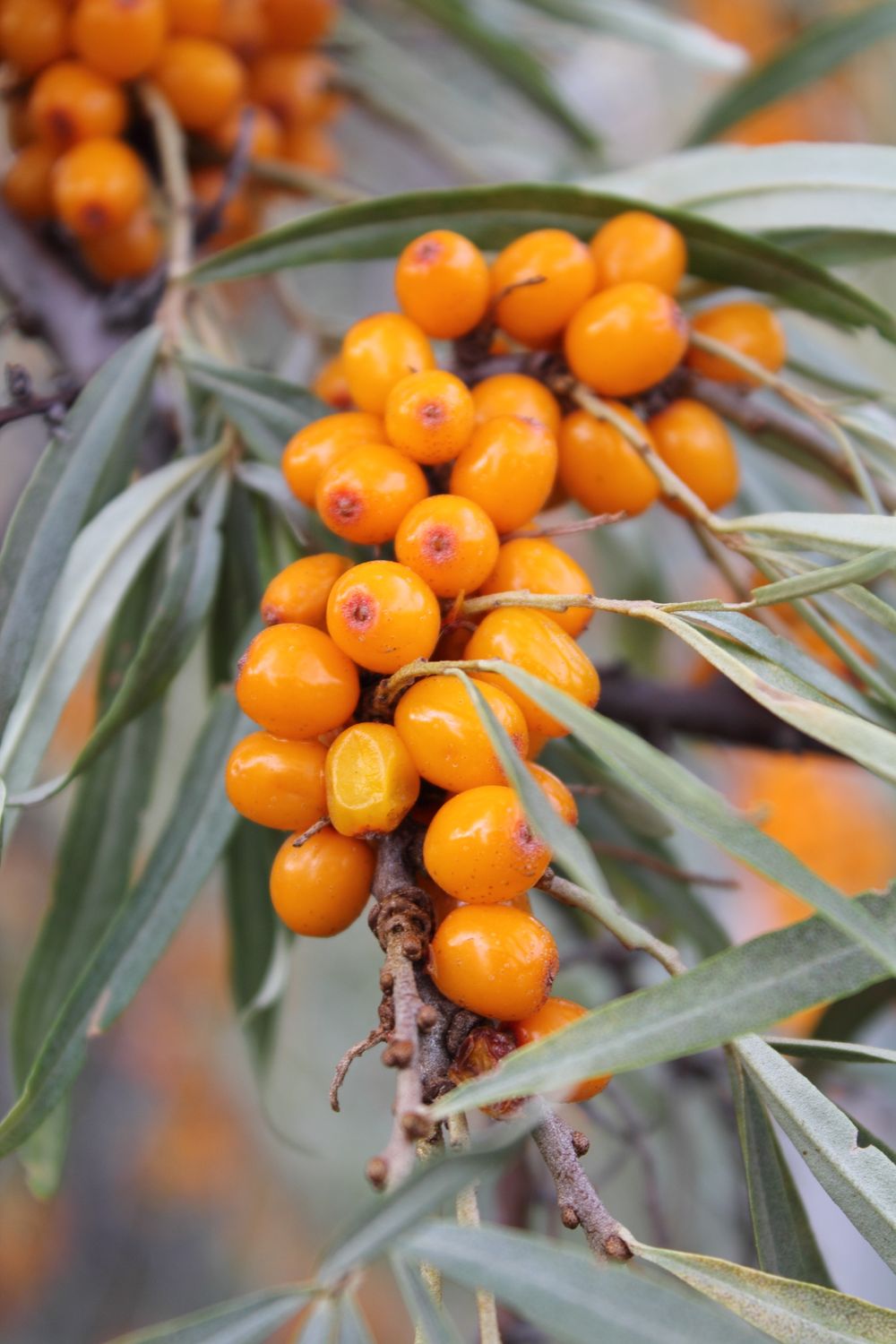 Bright orange sea buckthorn berries growing on a branch
