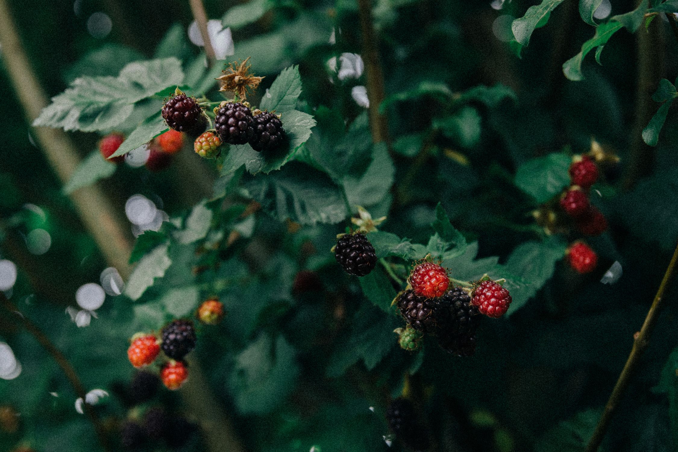 Ripe and unripe wild blackberries on a bramble in a British hedgerow - British Berries Guide