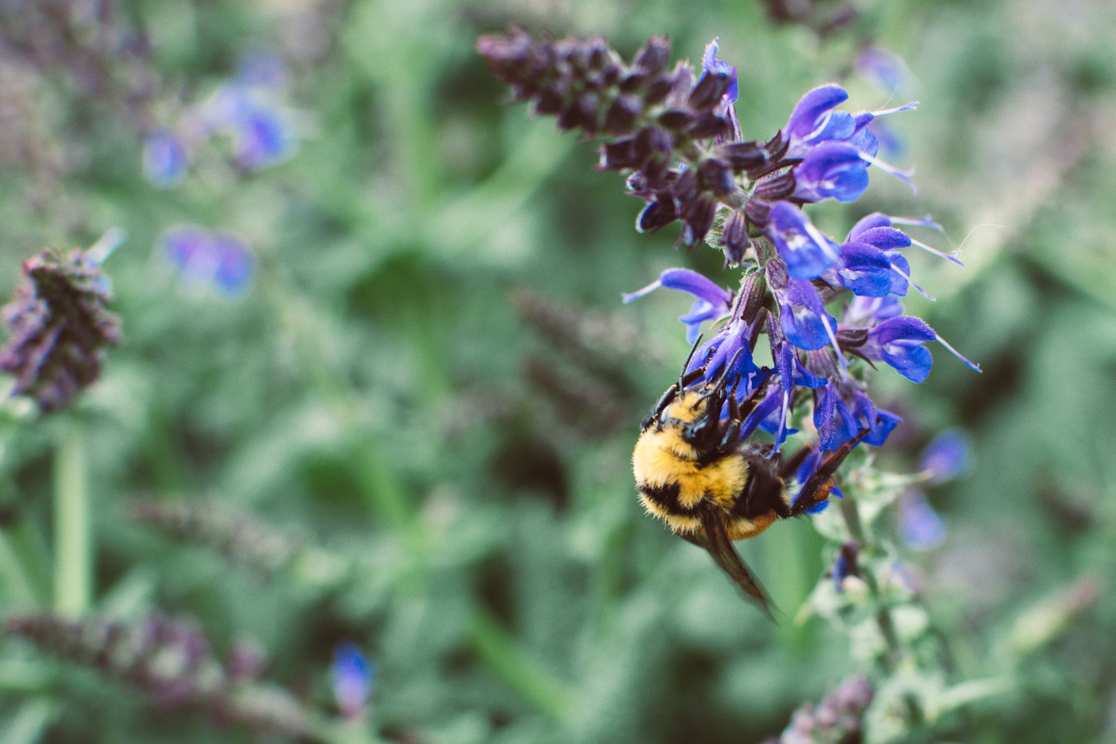 Honeybee pollinating purple herb flowers in a sunny garden