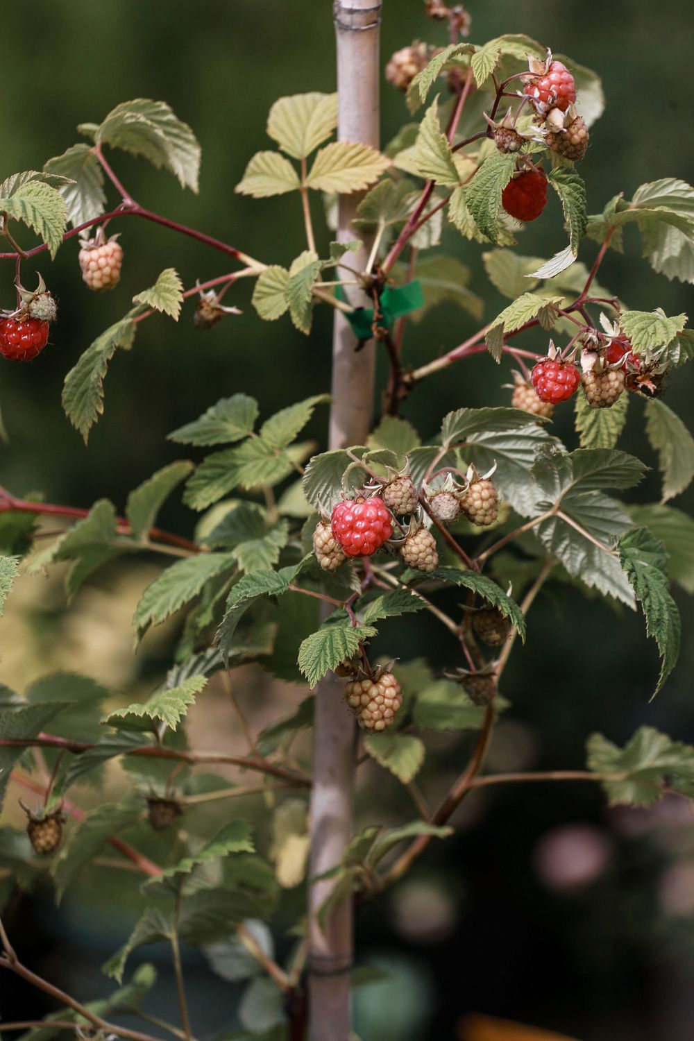 A cane fruit plant trained on a support in the garden