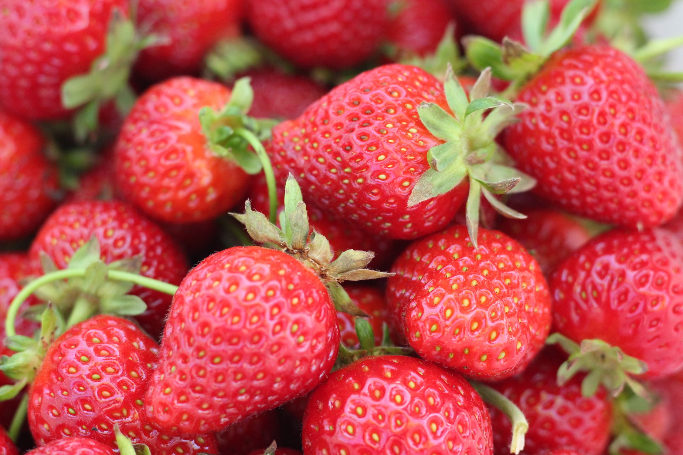 Ripe red strawberries growing in a basket planter