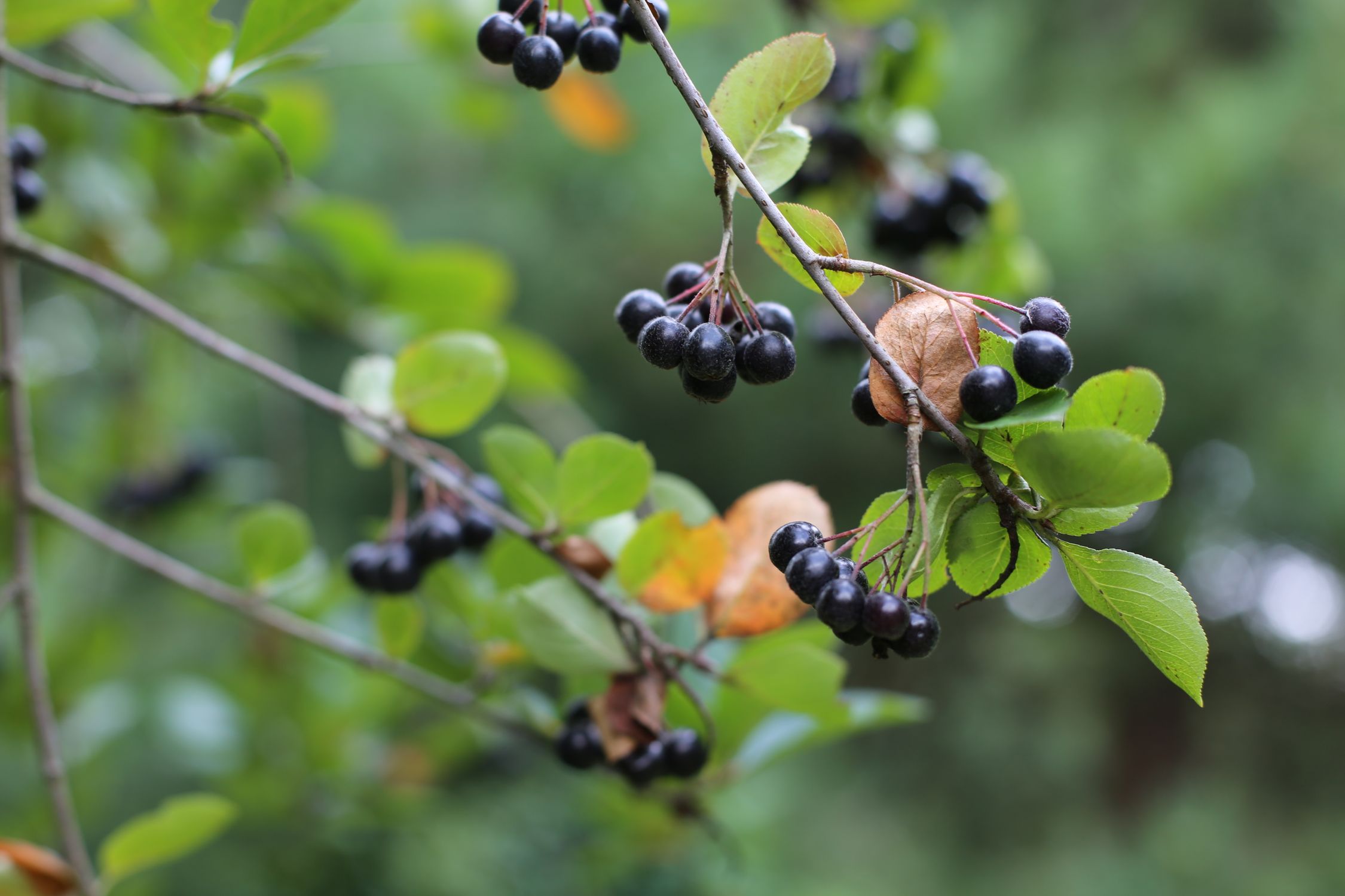 Black chokeberries (aronia) growing on a branch with green leaves