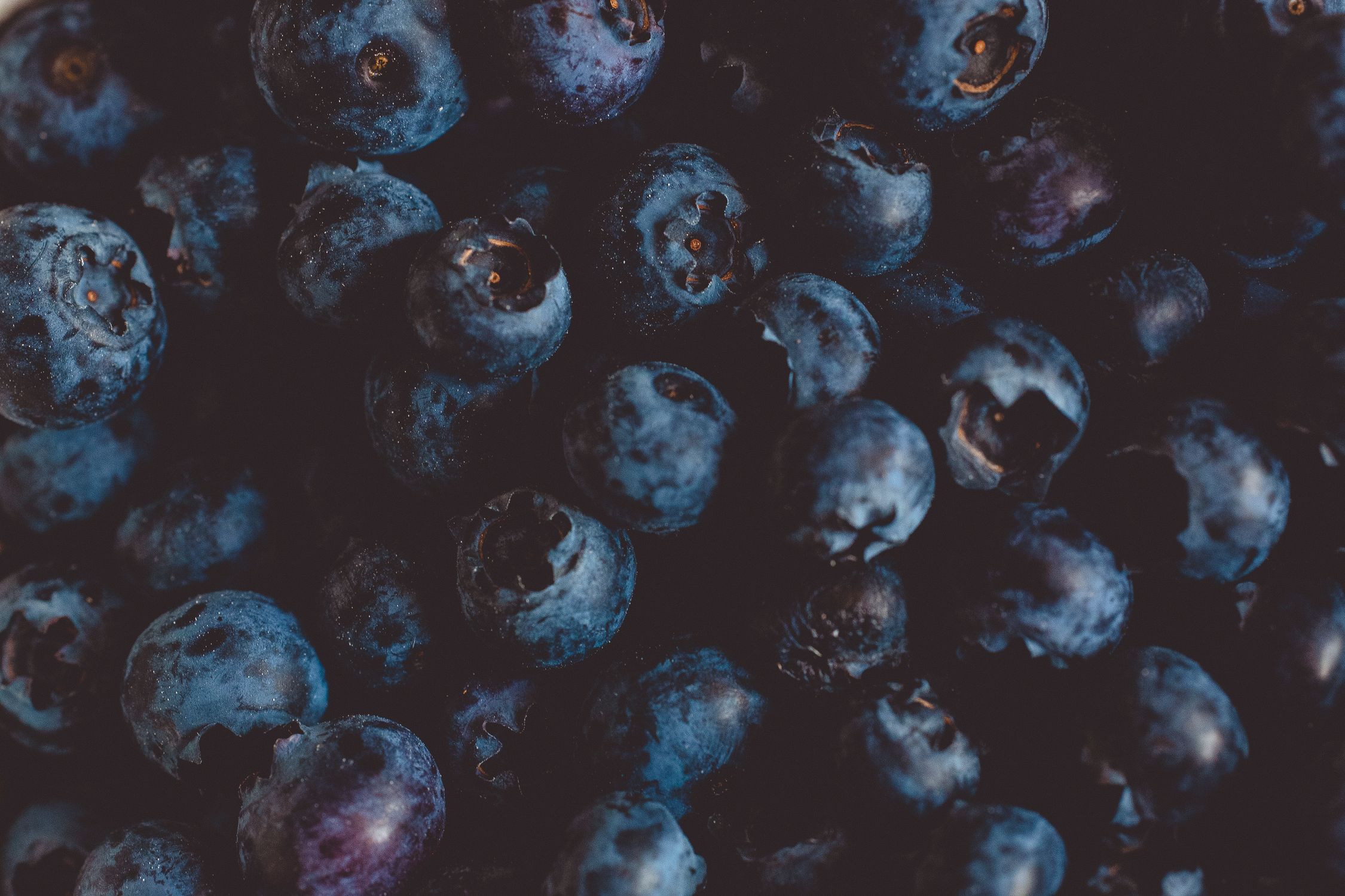Close-up of dark bilberries showing their deep blue-black colour and delicate bloom