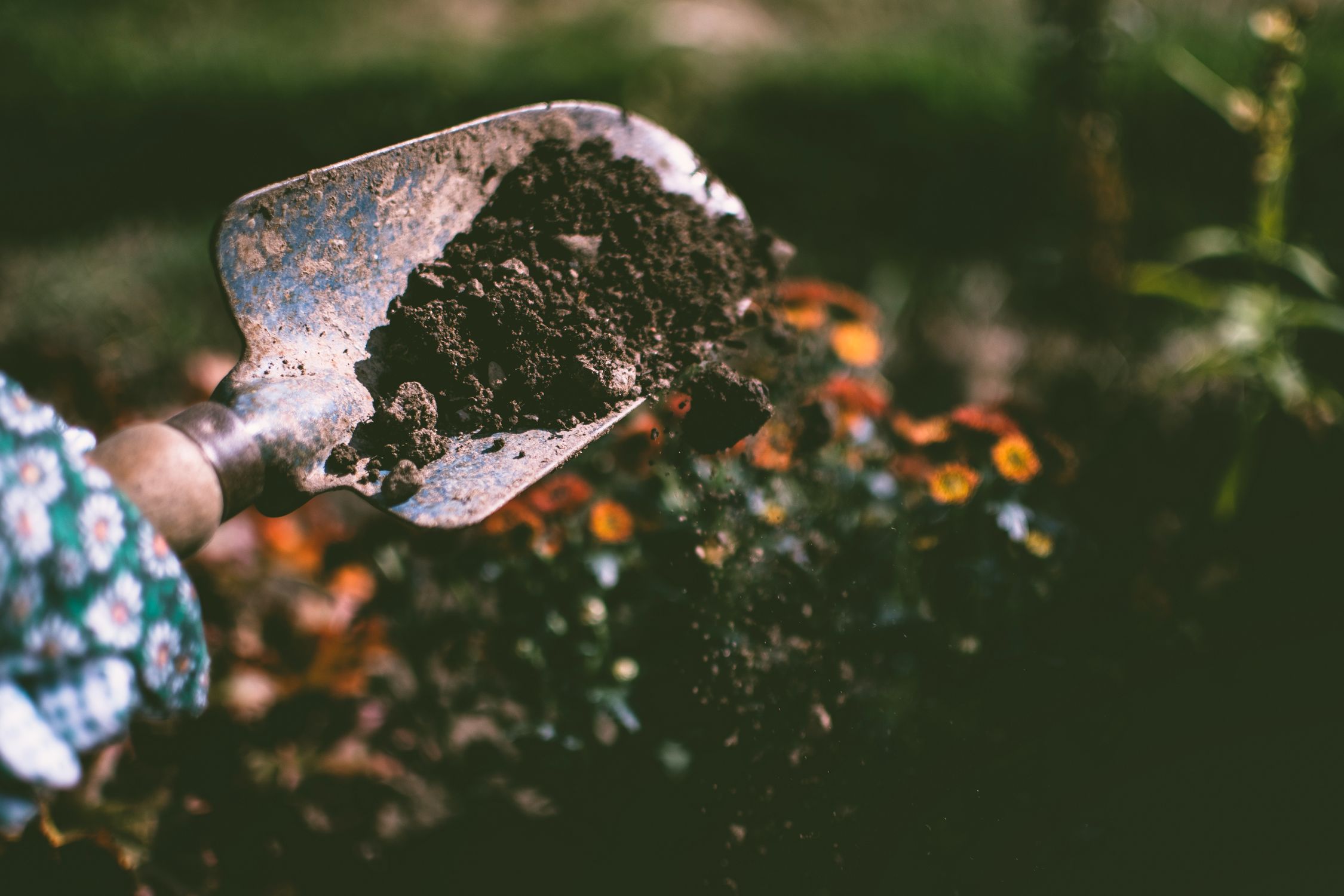Hands planting a young plant in rich garden soil