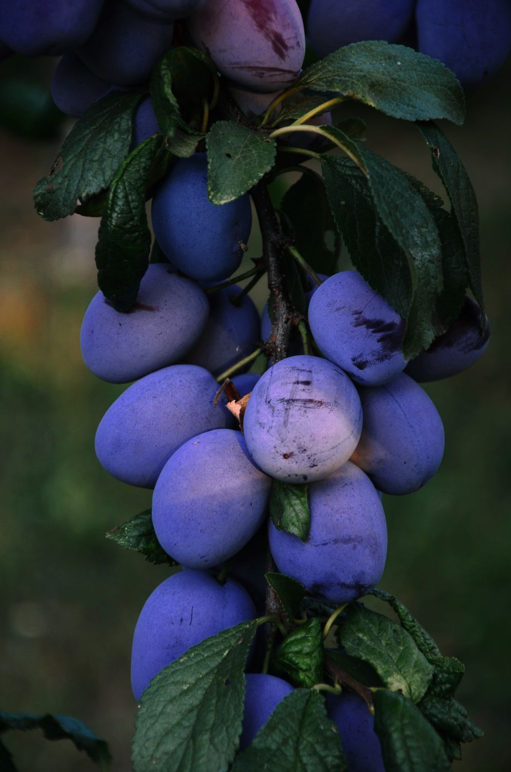 Close-up of ripe purple plums growing on a branch with green leaves
