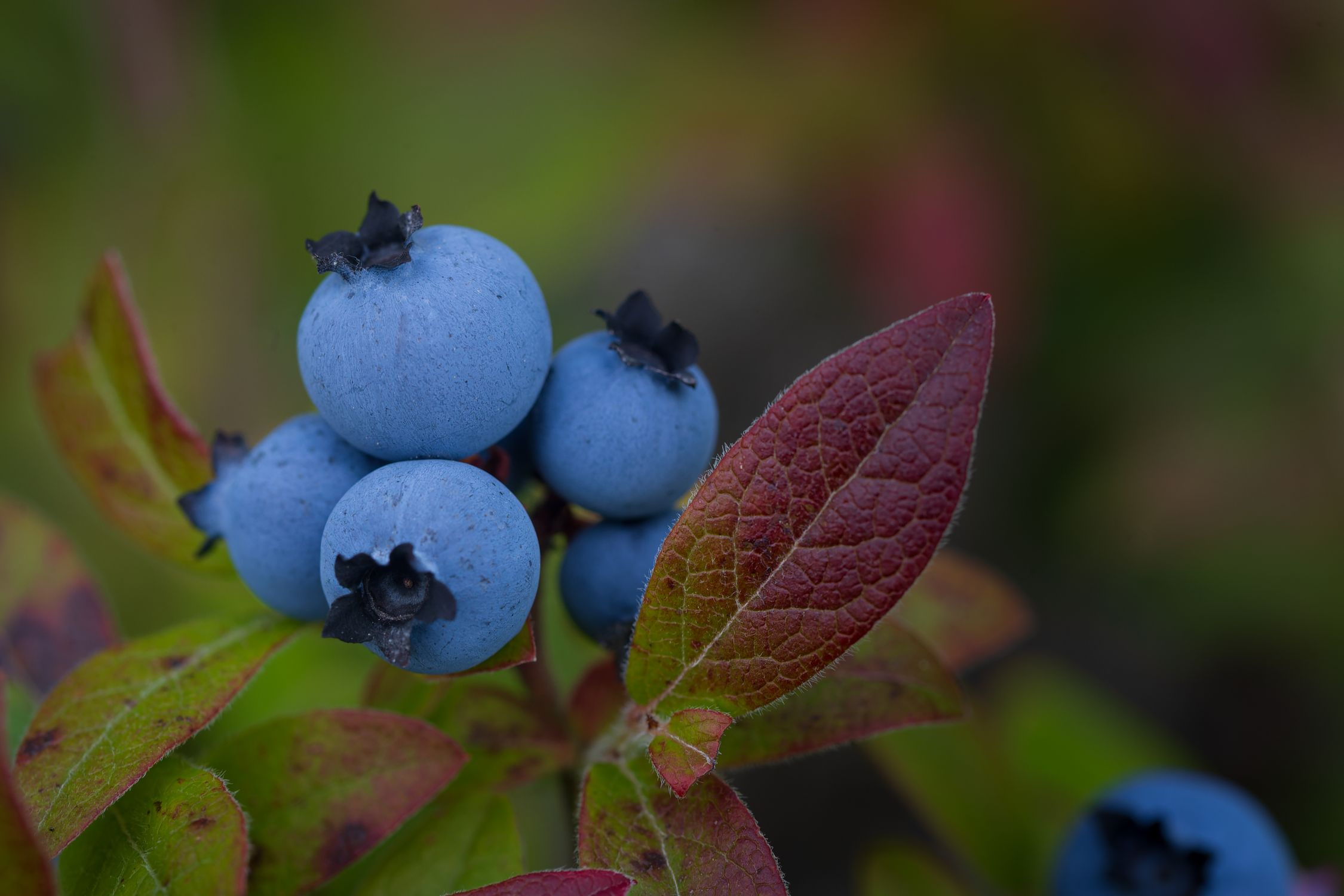 Fresh blueberries growing on a bush, similar to huckleberries