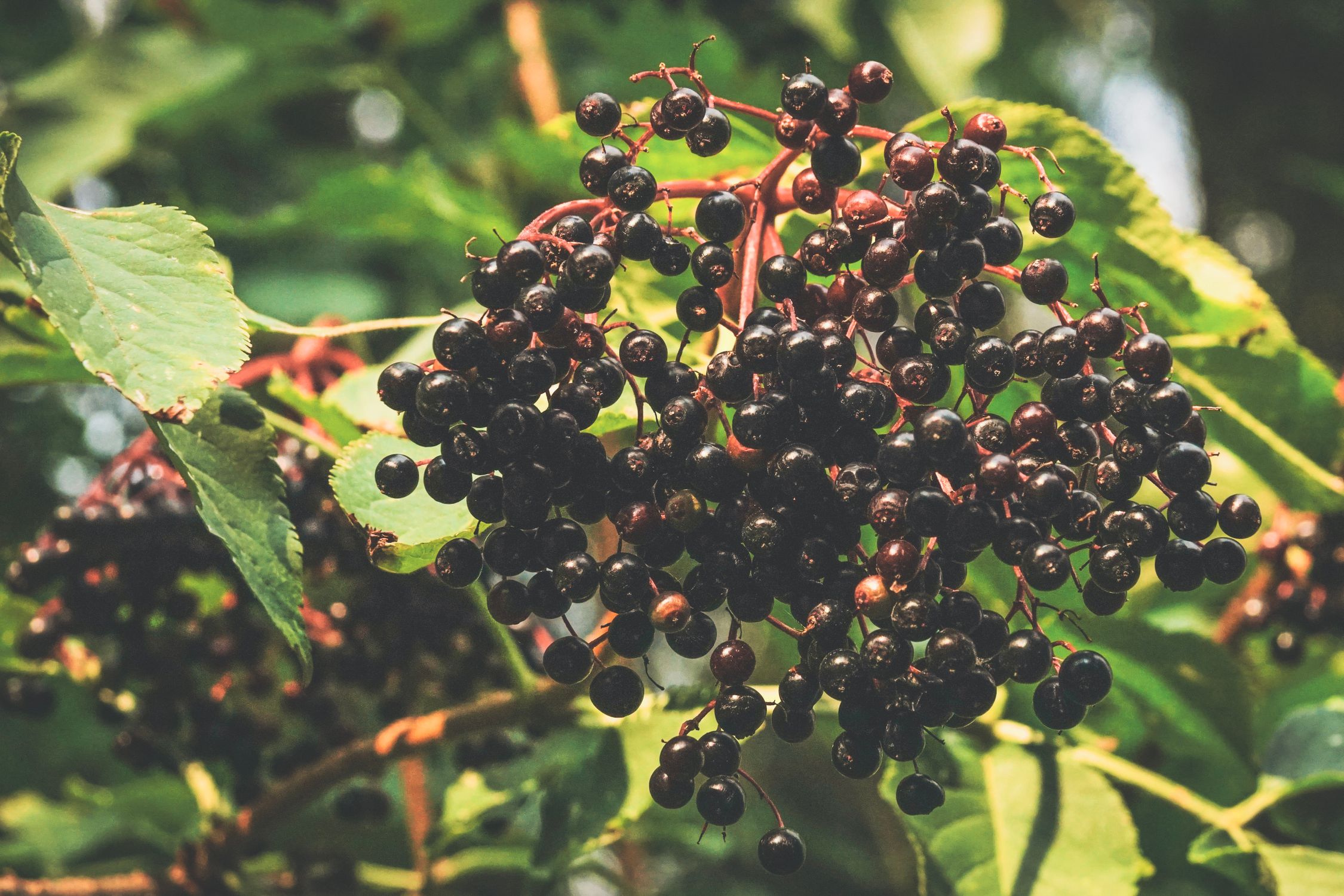 Ripe black elderberries hanging on branches with green leaves - British Berries Guide