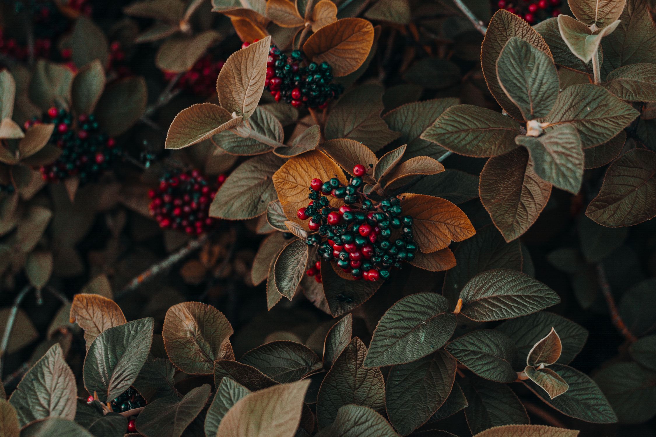 Dark jostaberries growing on a bush with autumn leaves