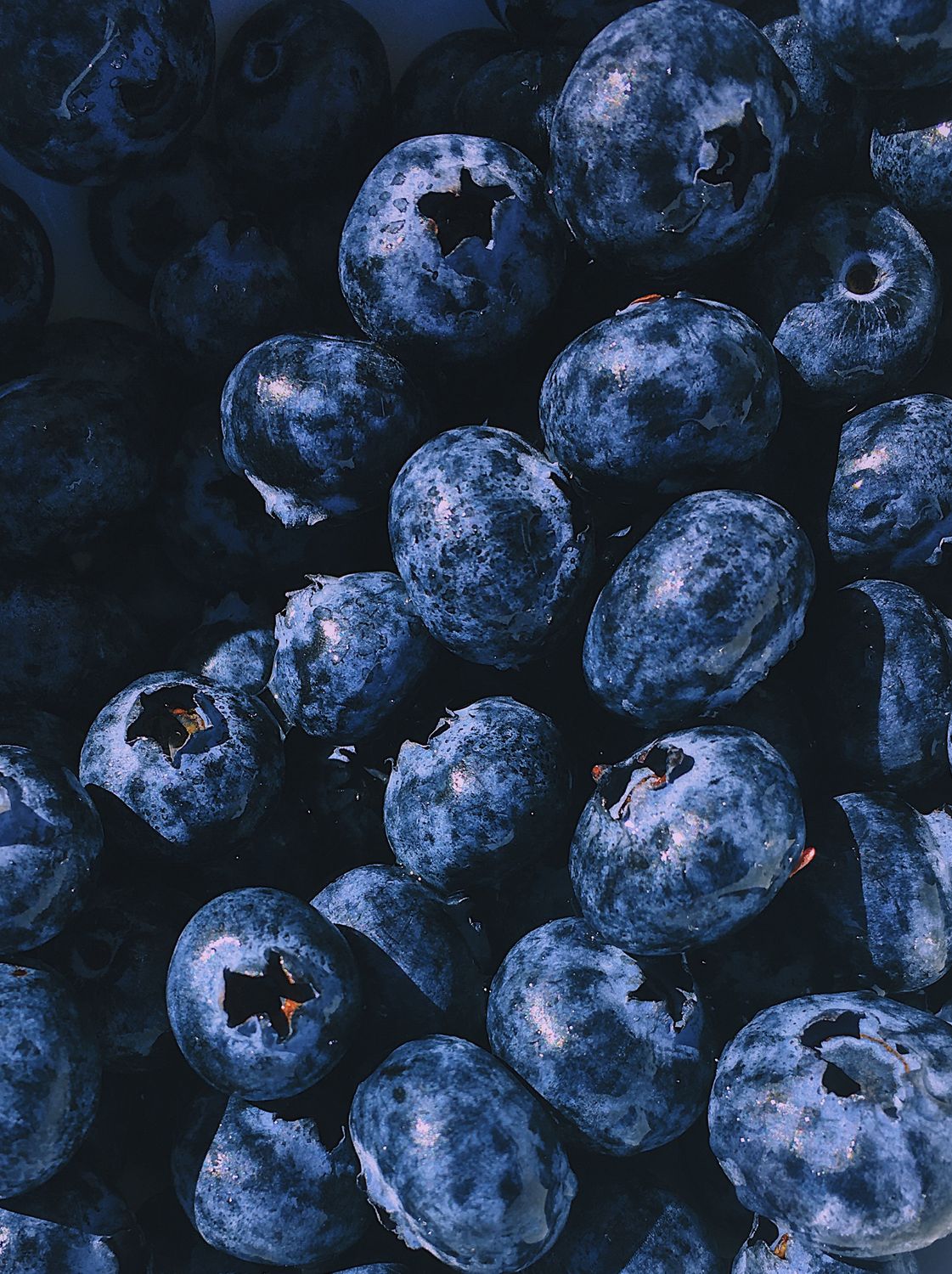 Fresh blueberries on the bush, similar in size and colour to saskatoons