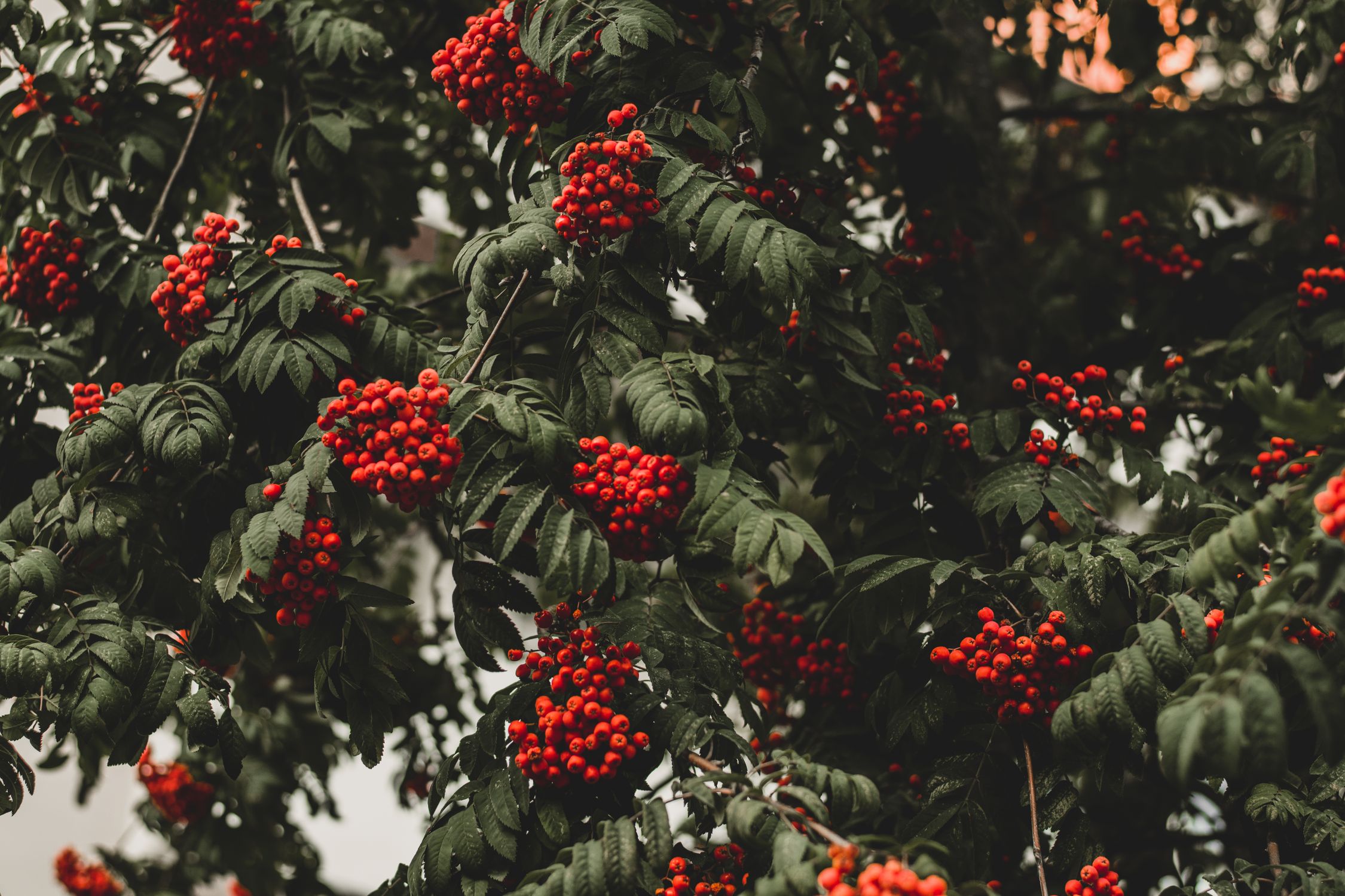 Clusters of bright orange-red rowan berries on a mountain ash tree - British Berries Guide