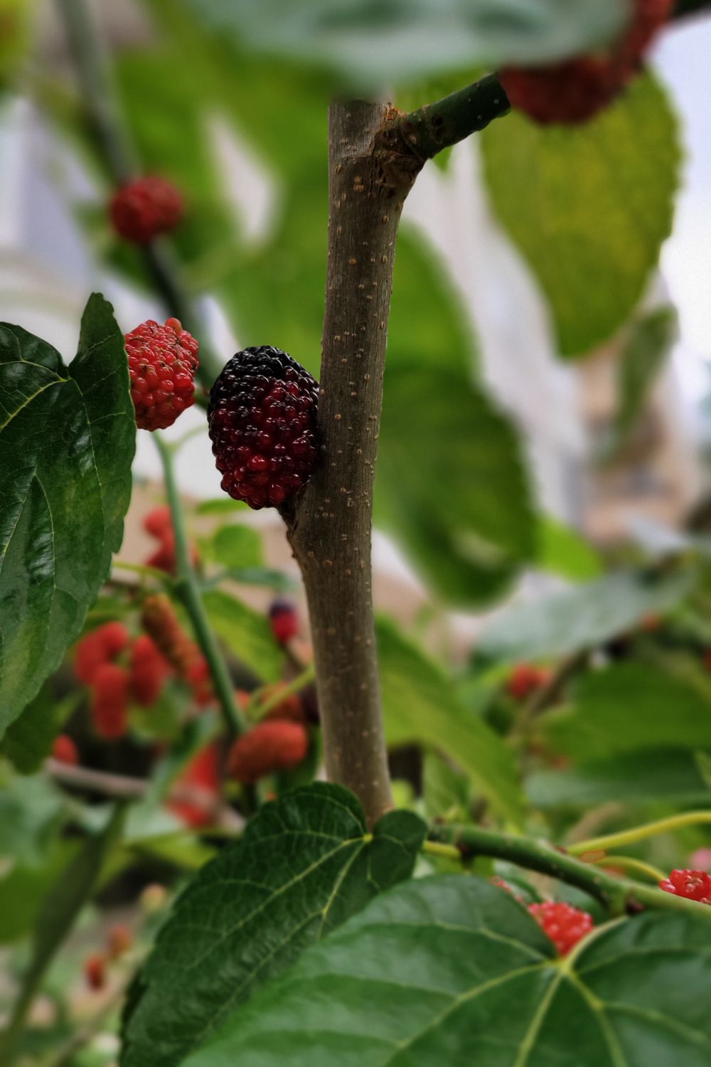A ripe black mulberry ripening on the tree