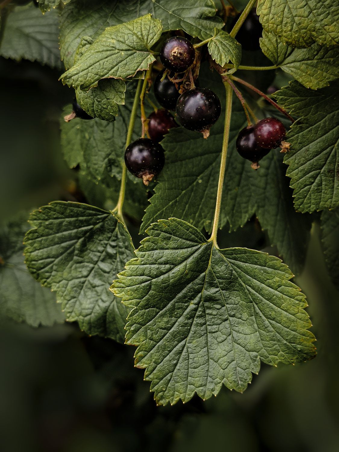 Ripe blackcurrants clustered on the branch with green leaves - British Berries Guide