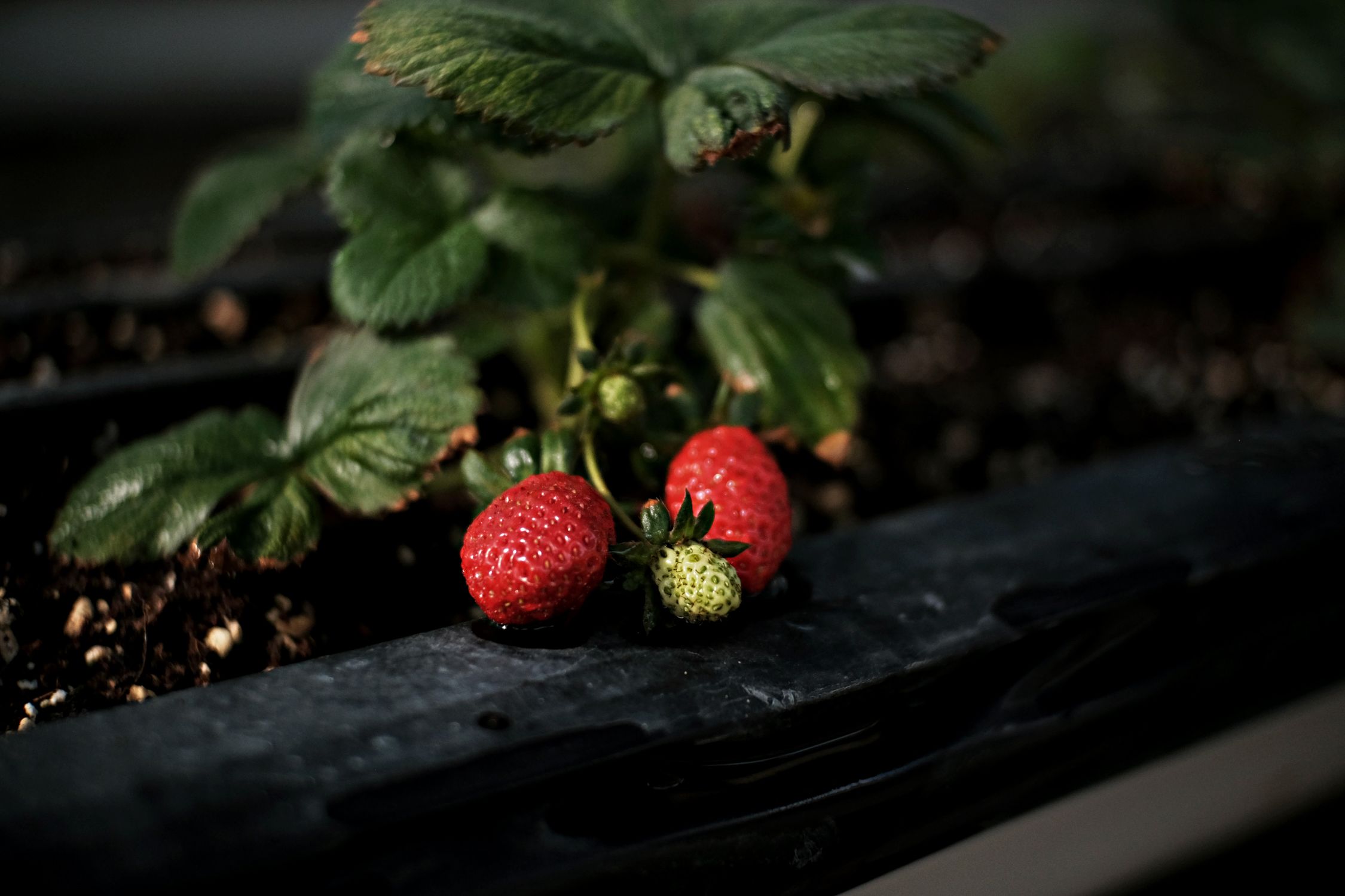 Ripe red strawberries growing in a garden tray with green foliage