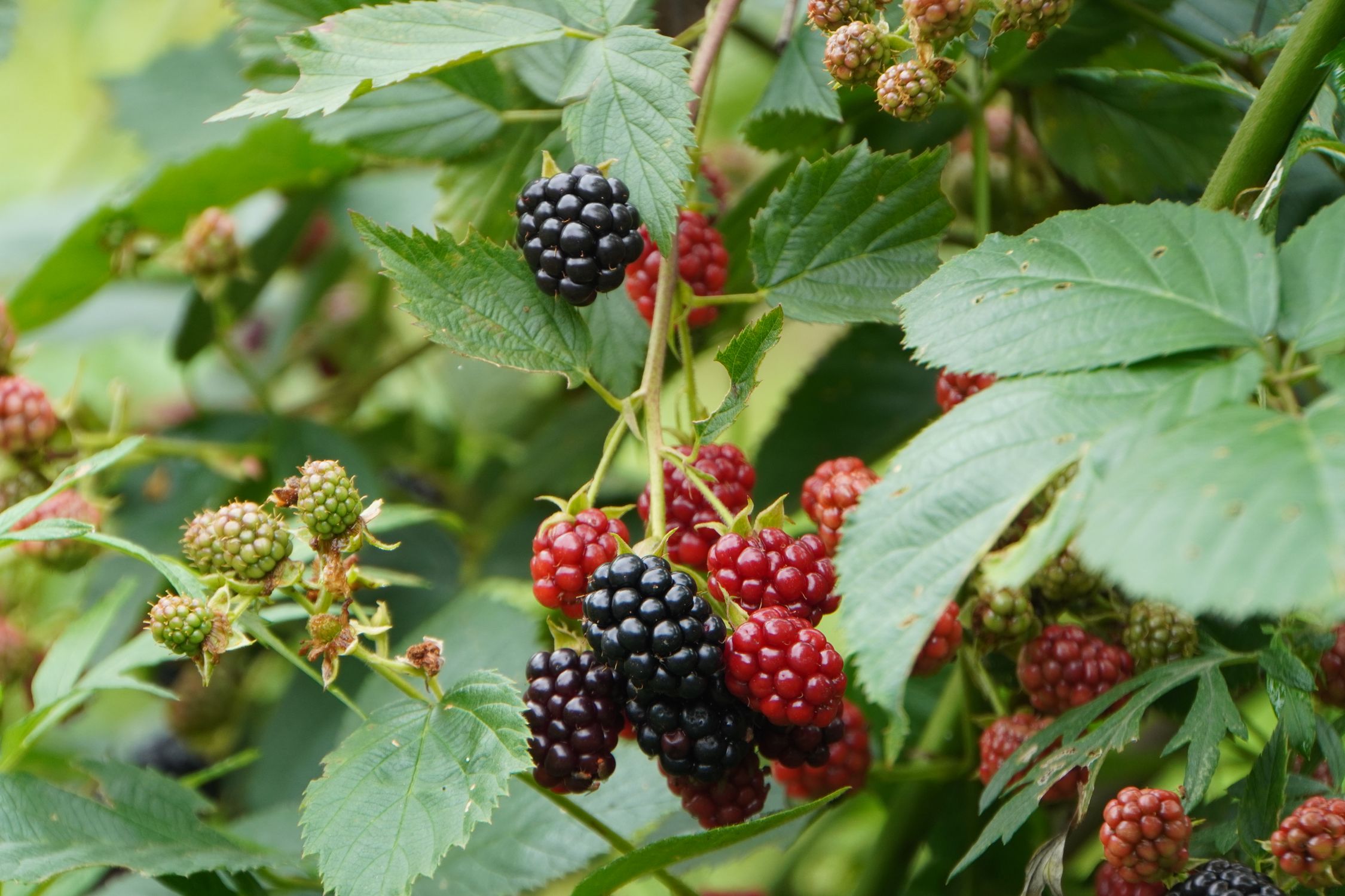 Cultivated blackberries ripening on the bramble
