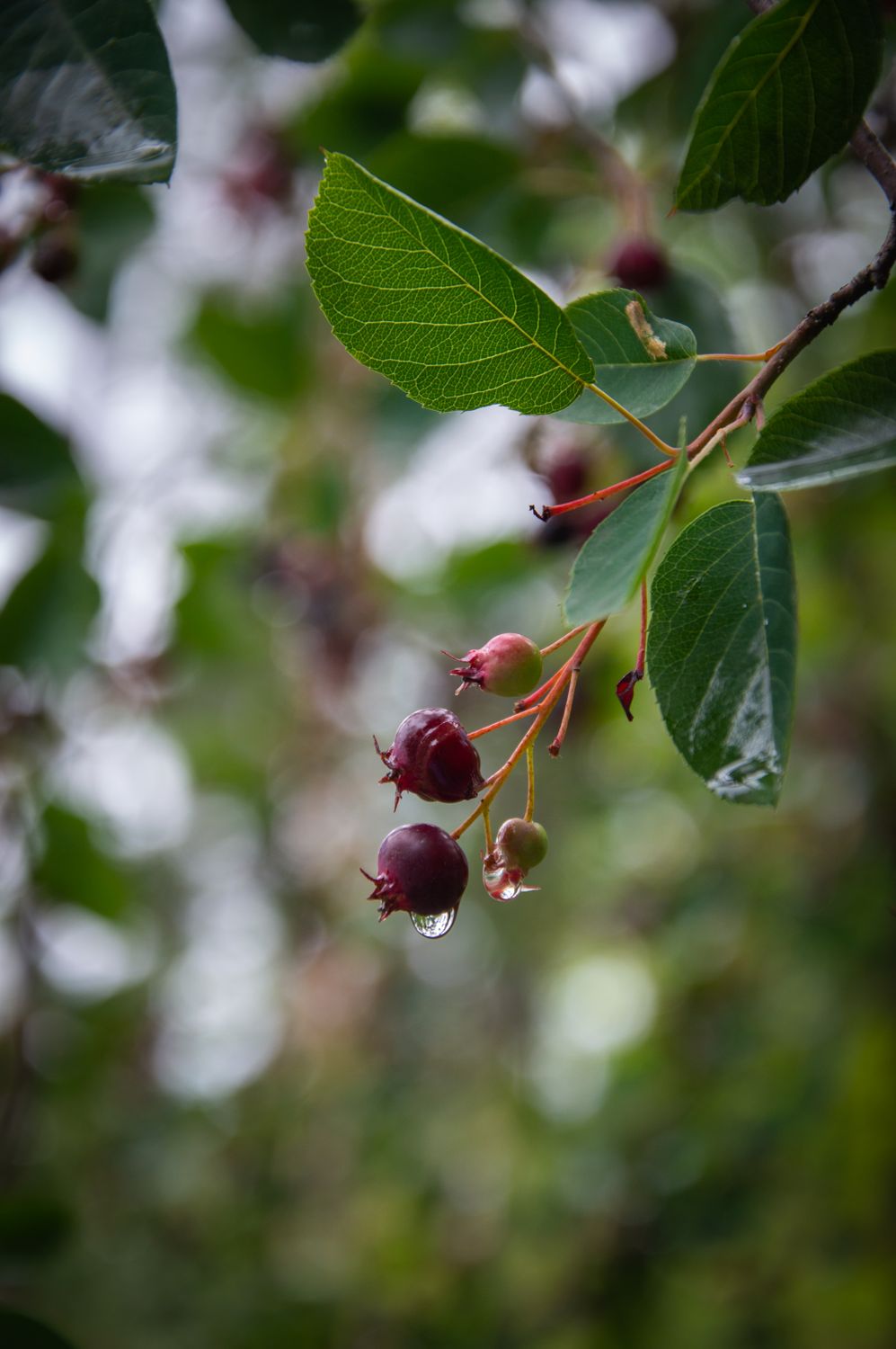 Ripening saskatoon (juneberry) fruit on the branch