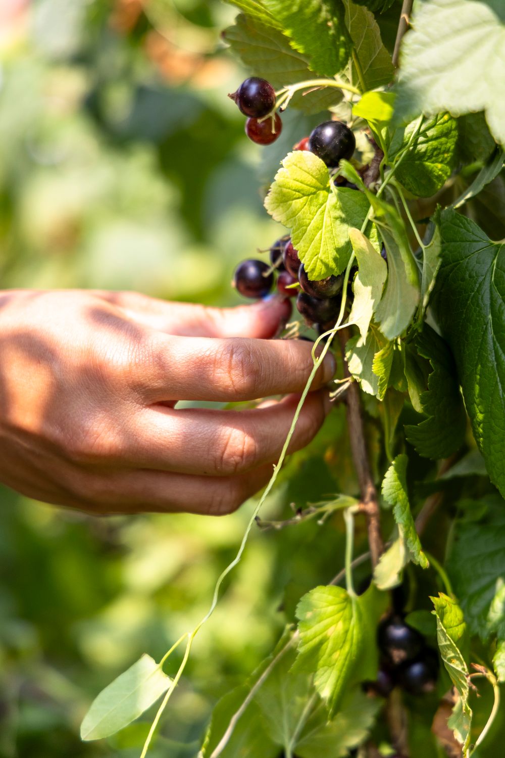 A hand picking ripe blackcurrants from the bush