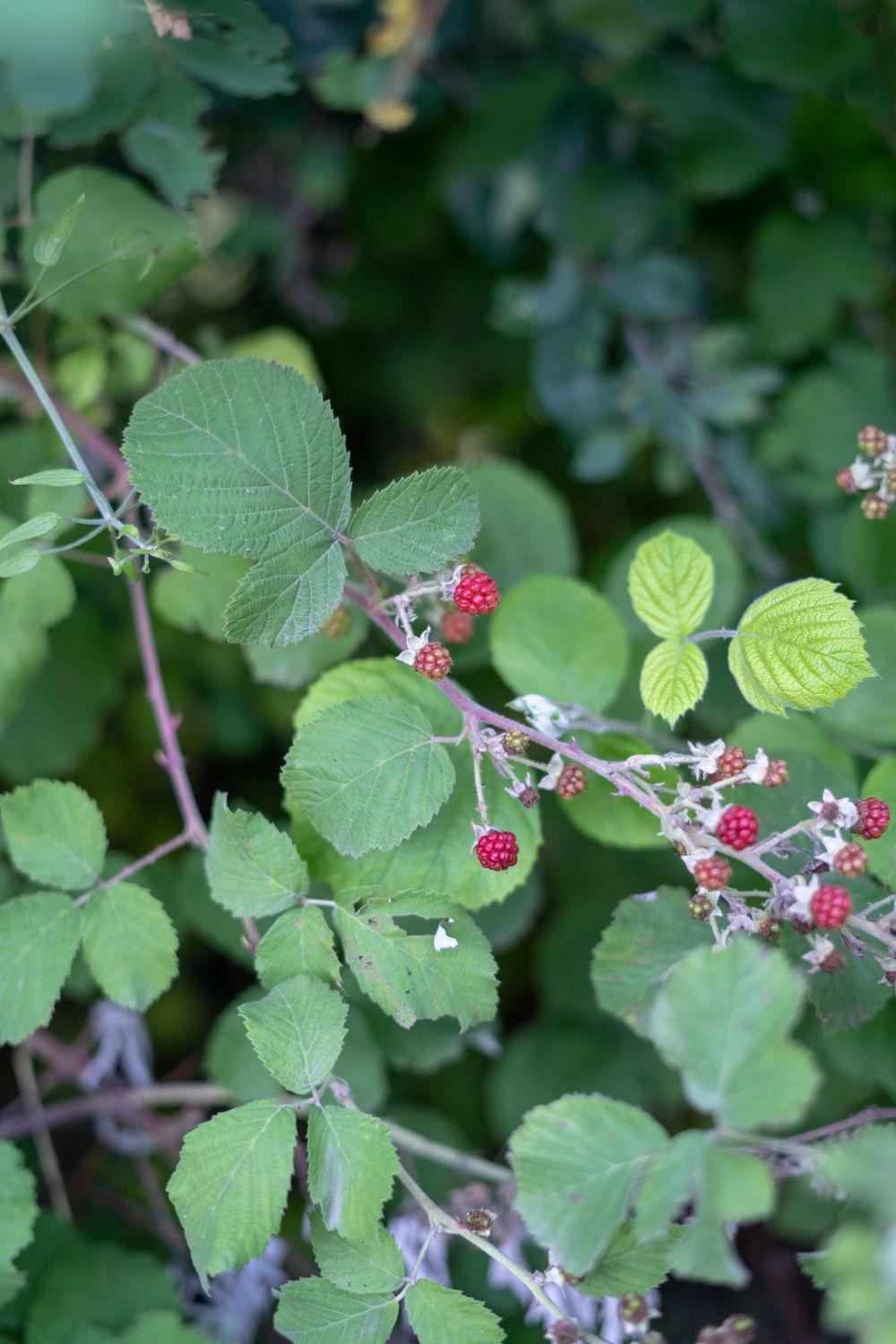 Japanese wineberries growing in a natural setting