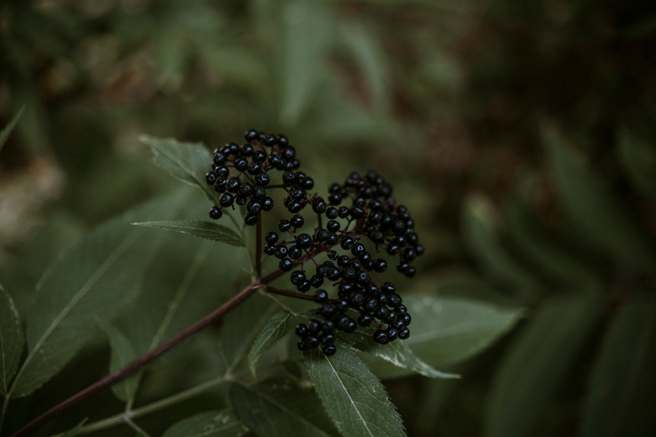 Bottles of homemade elderberry syrup next to a bowl of fresh elderberries