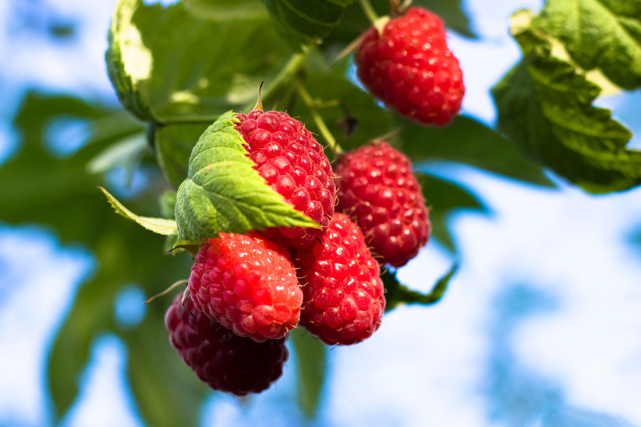 Ripe red hybrid cane berries hanging on the branch in sunlight - British Berries Guide