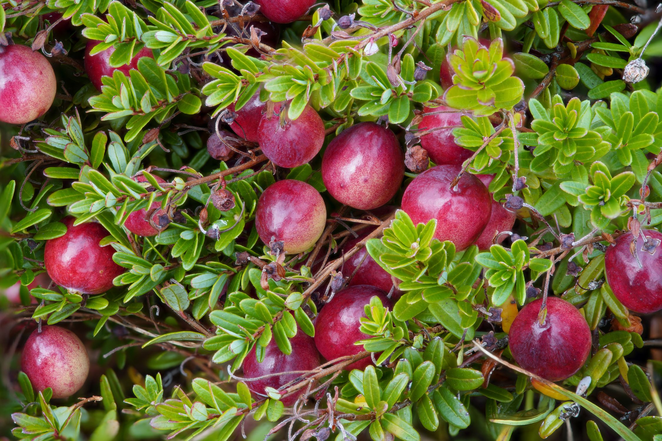 Ripe cranberries growing on the low evergreen plant
