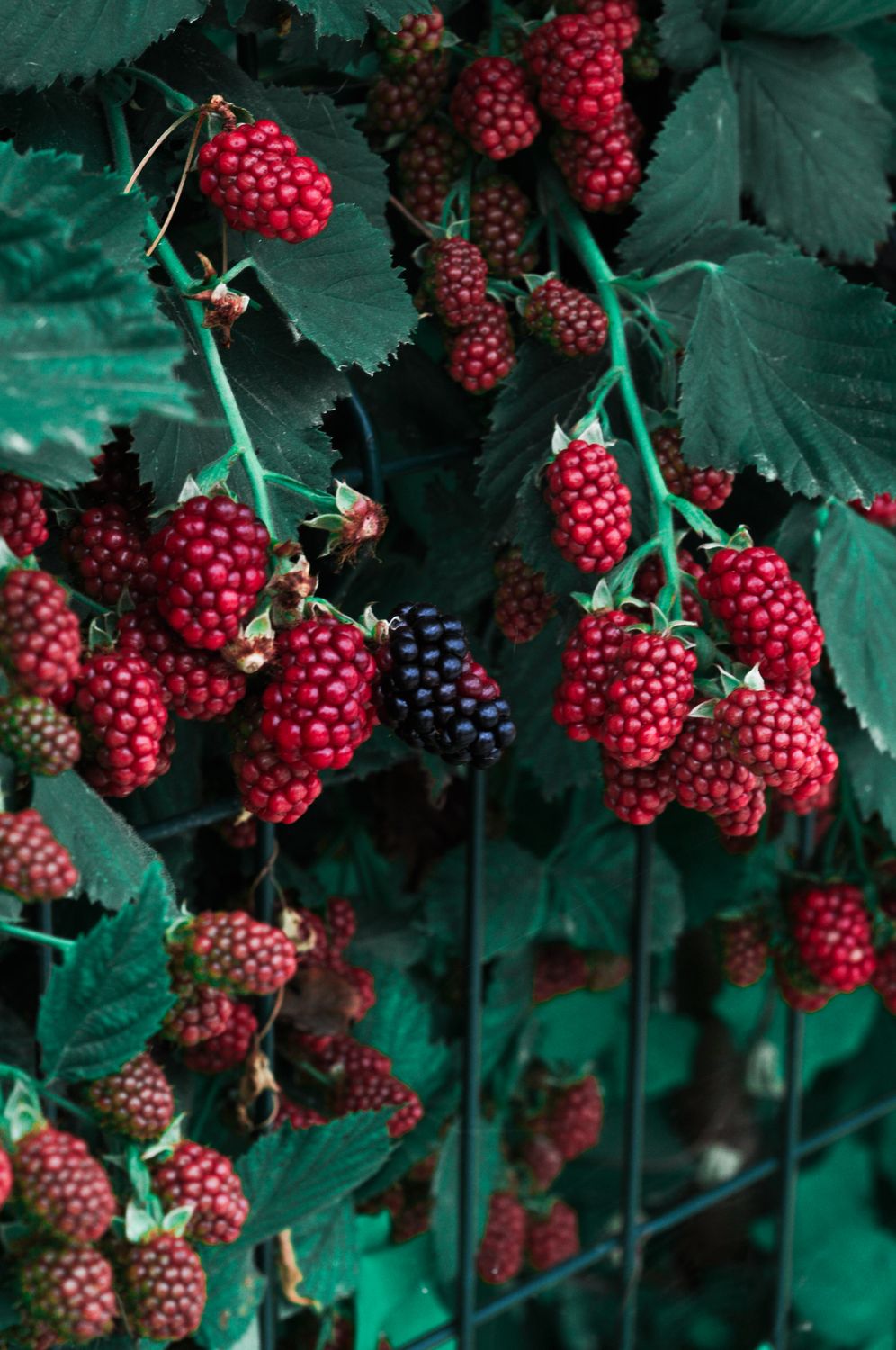 Loganberry-type hybrid berries ripening on a trained cane