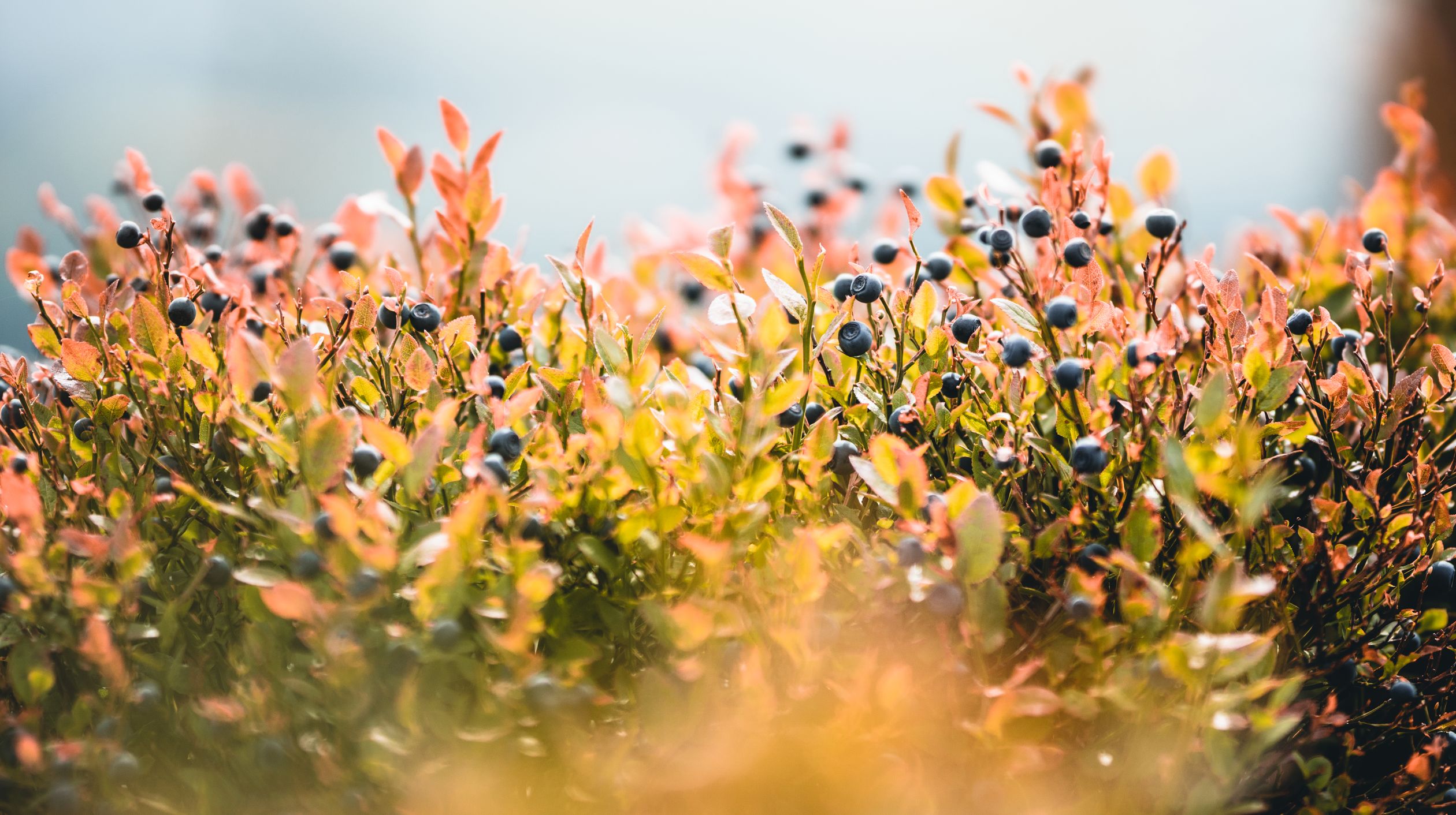 Blueberry foliage turning red and gold
