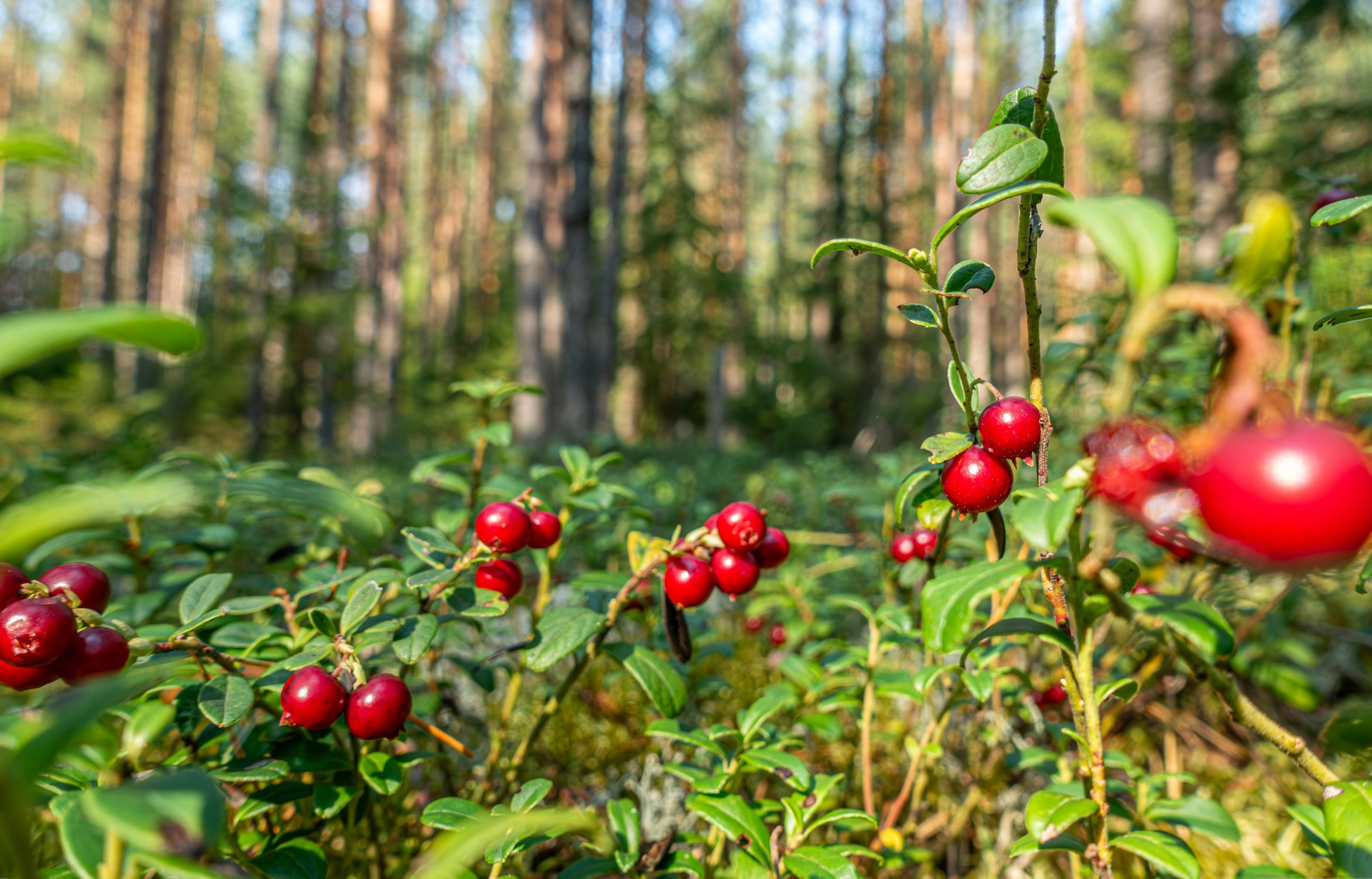 Ripe red lingonberries growing on low bushes in a sunlit forest