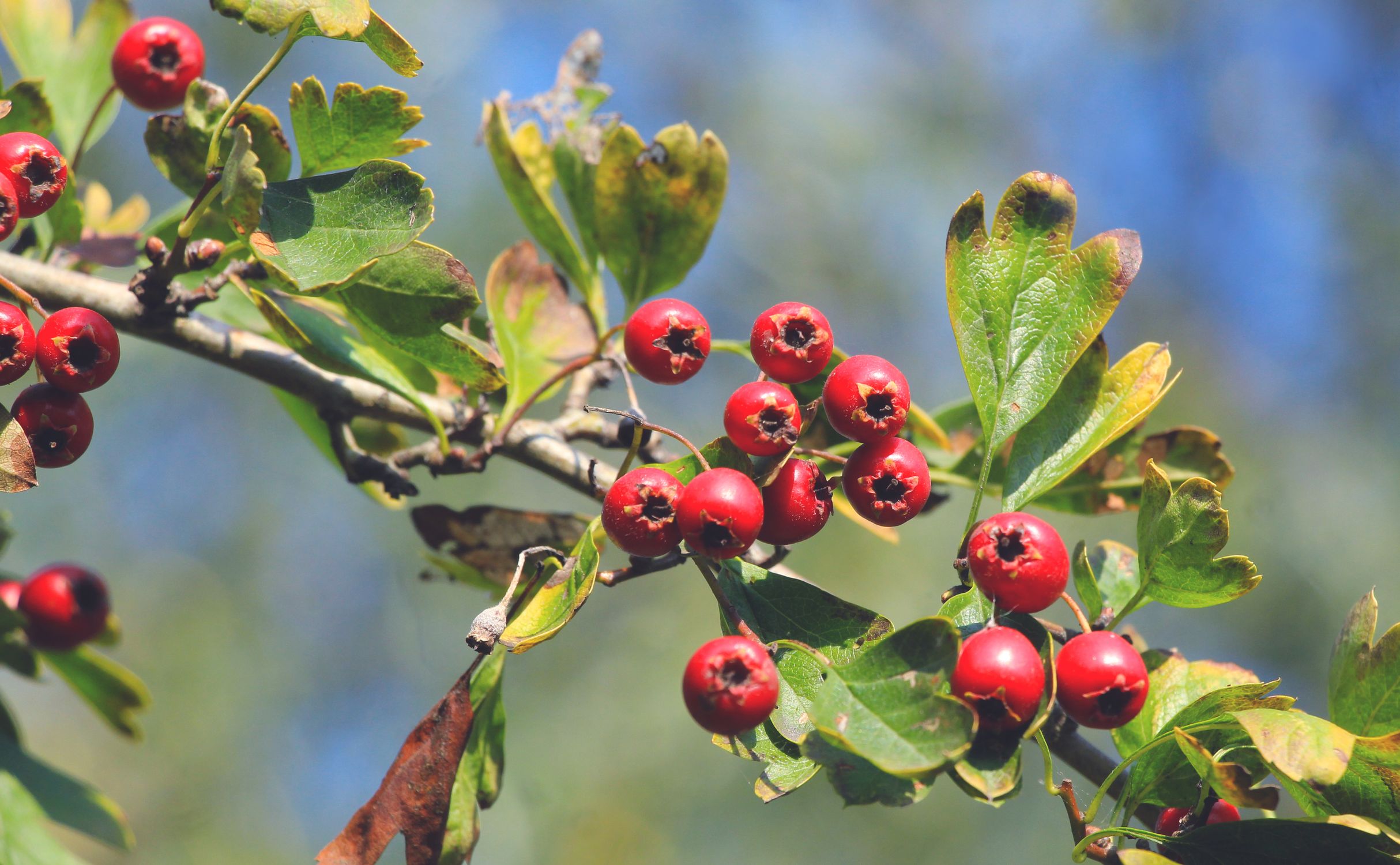 Clusters of bright red hawthorn haws on a hedgerow tree in autumn - British Berries Guide