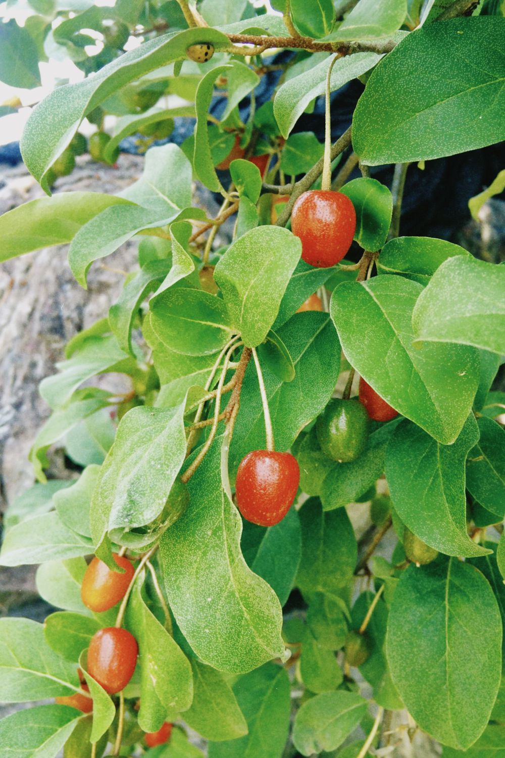 Speckled red goumi berries ripening on the shrub