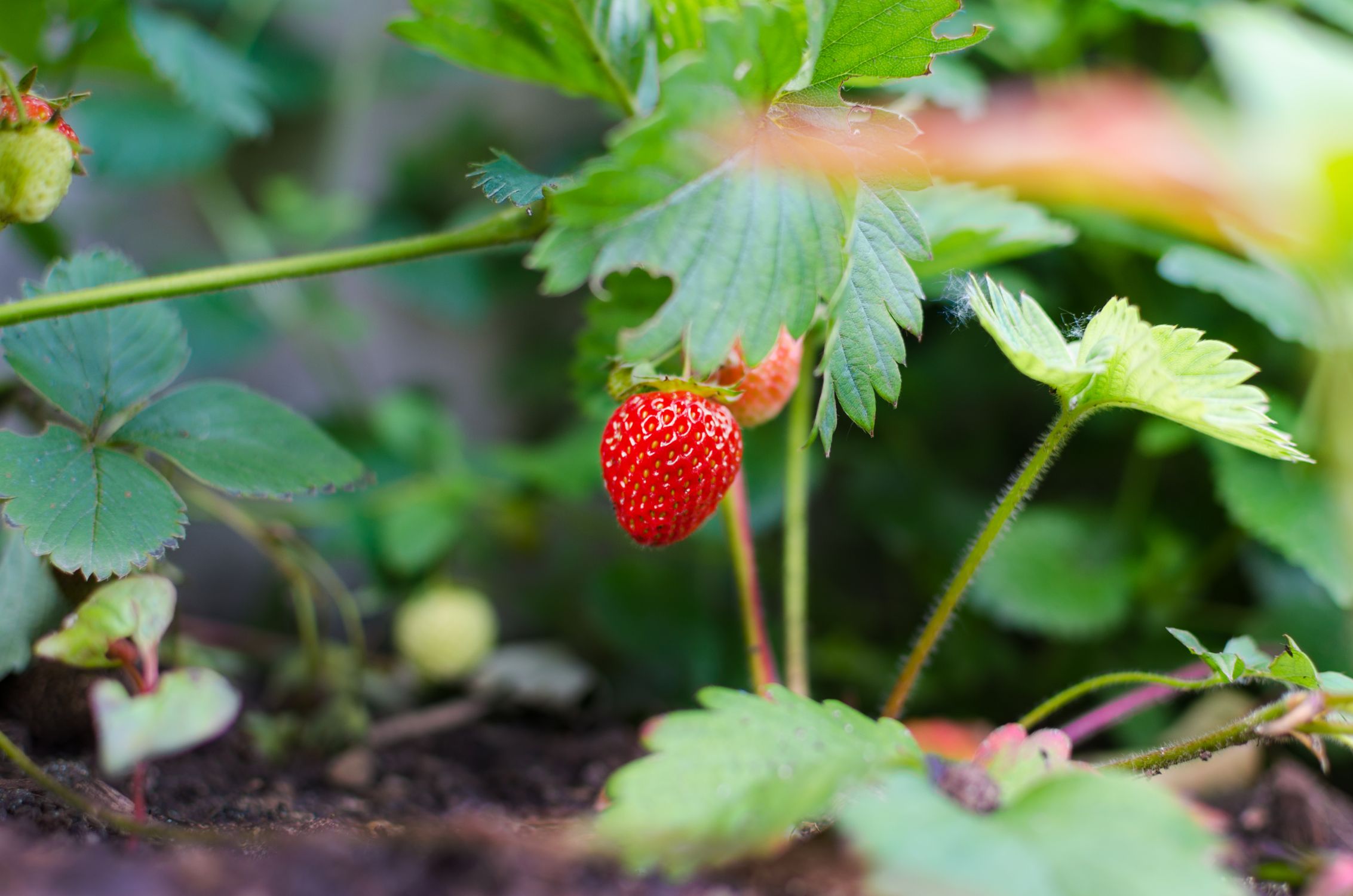 Strawberry plant with ripe and unripe fruit growing in a garden