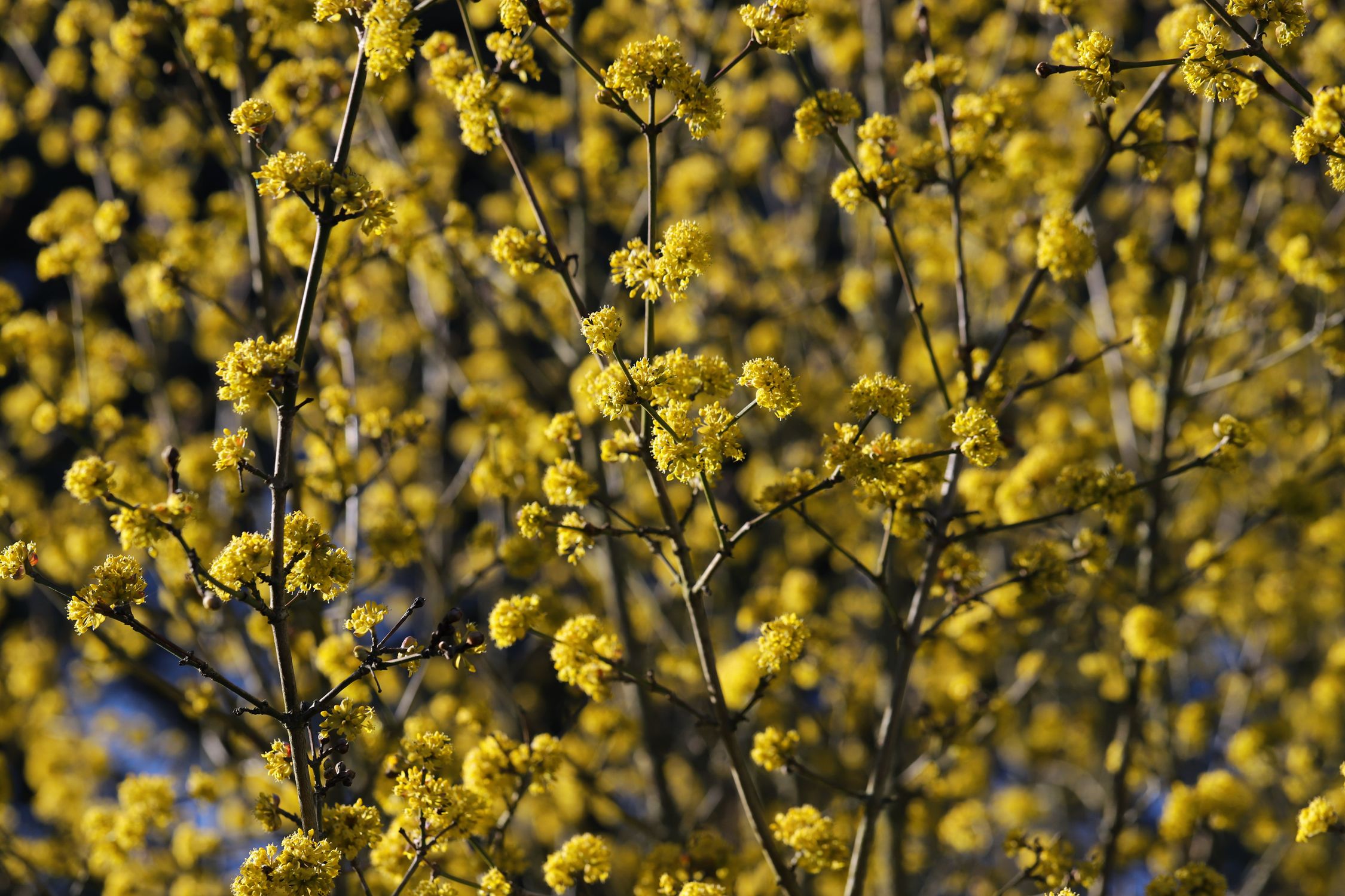The bright yellow late-winter flowers of cornelian cherry