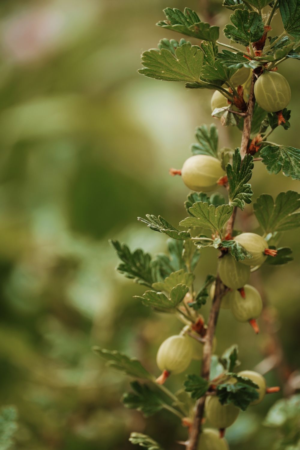 Ripe gooseberries on the branch with green leaves
