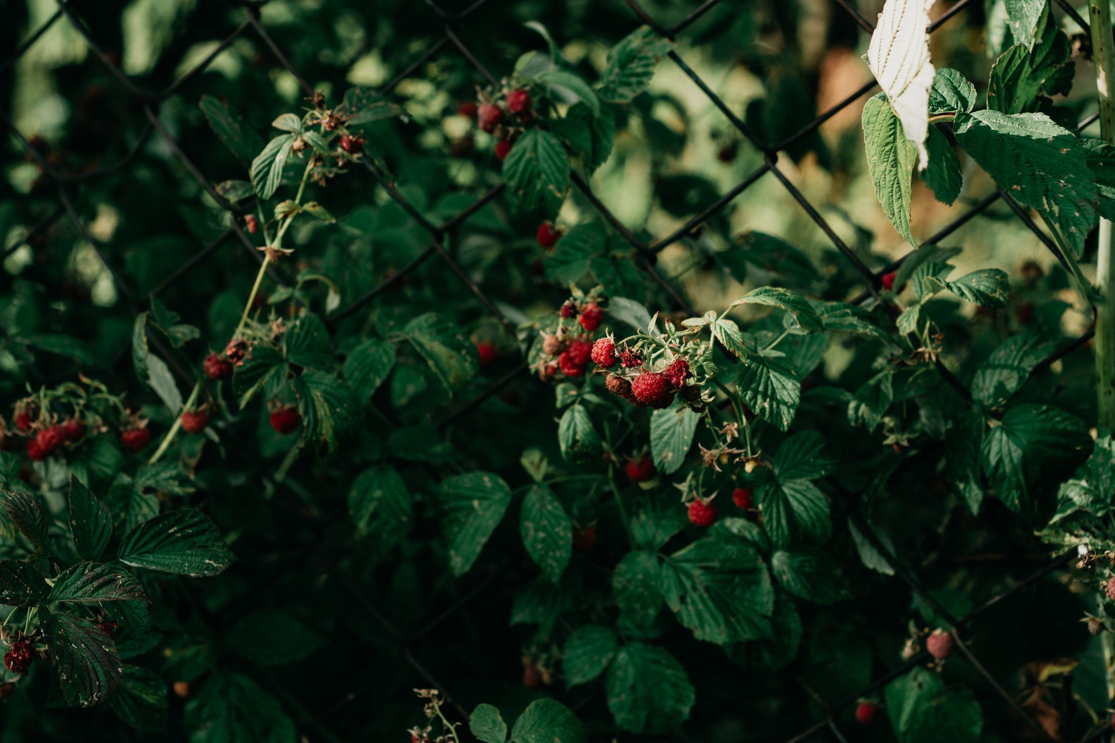 Vibrant red cane berries growing on the plant with green leaves - British Berries Guide