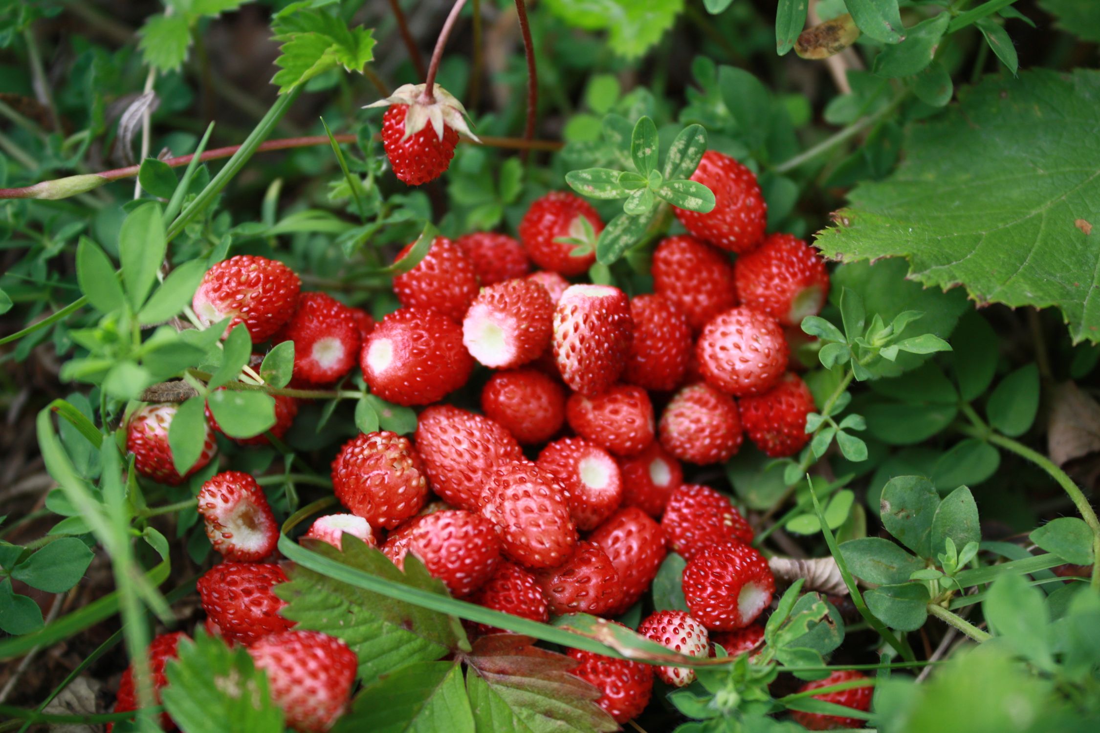 A vibrant cluster of wild alpine strawberries nestled among green foliage