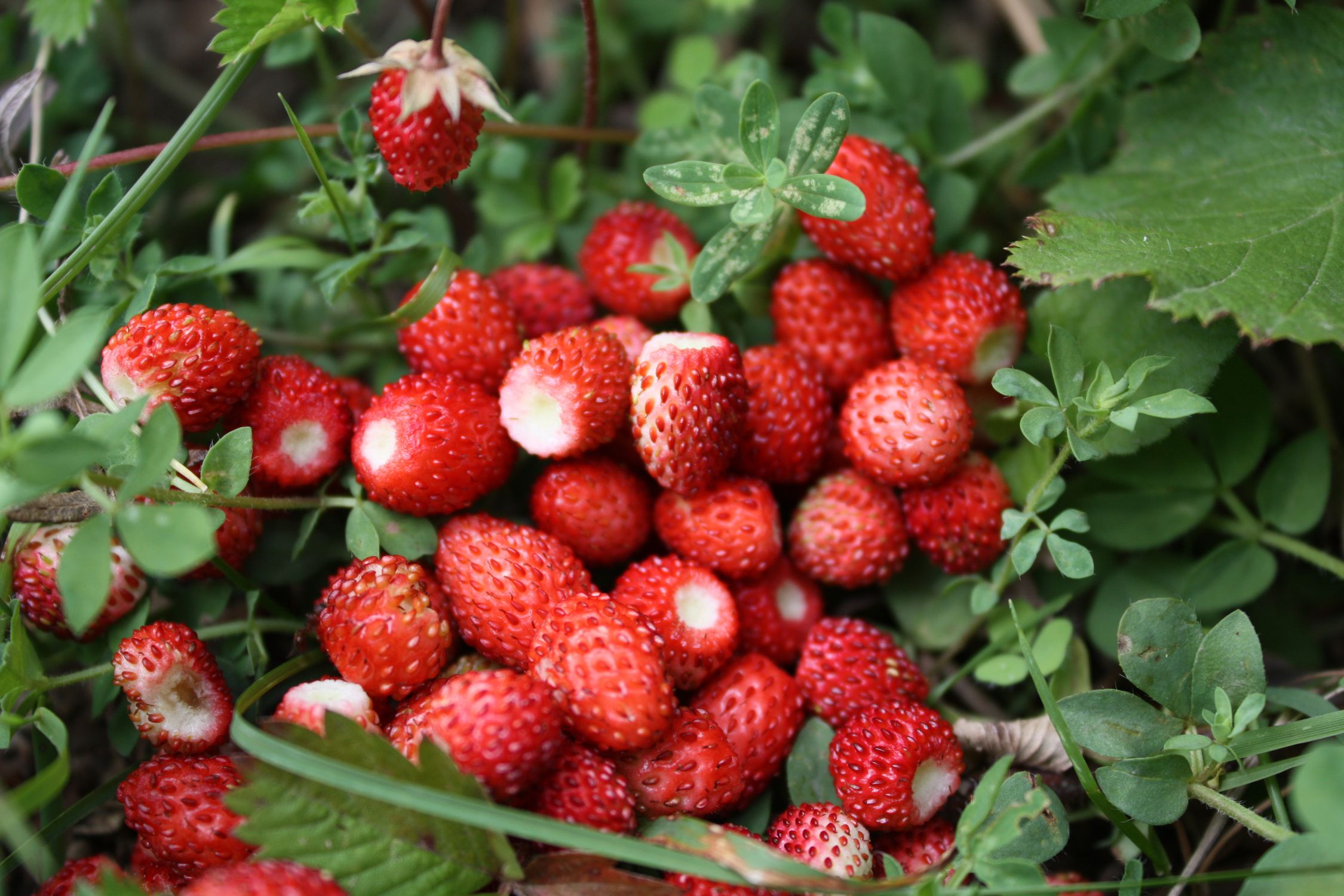 A cluster of fresh wild strawberries nestled among green foliage - British Berries Guide