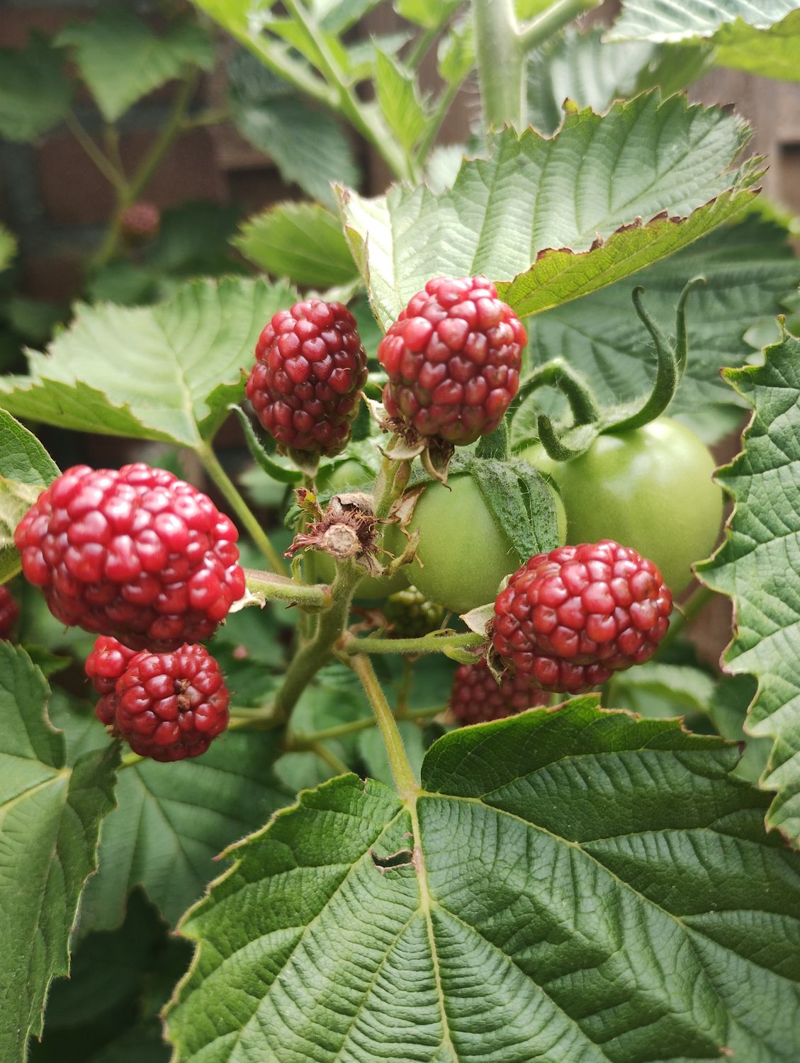 Loganberry canes with ripening fruit