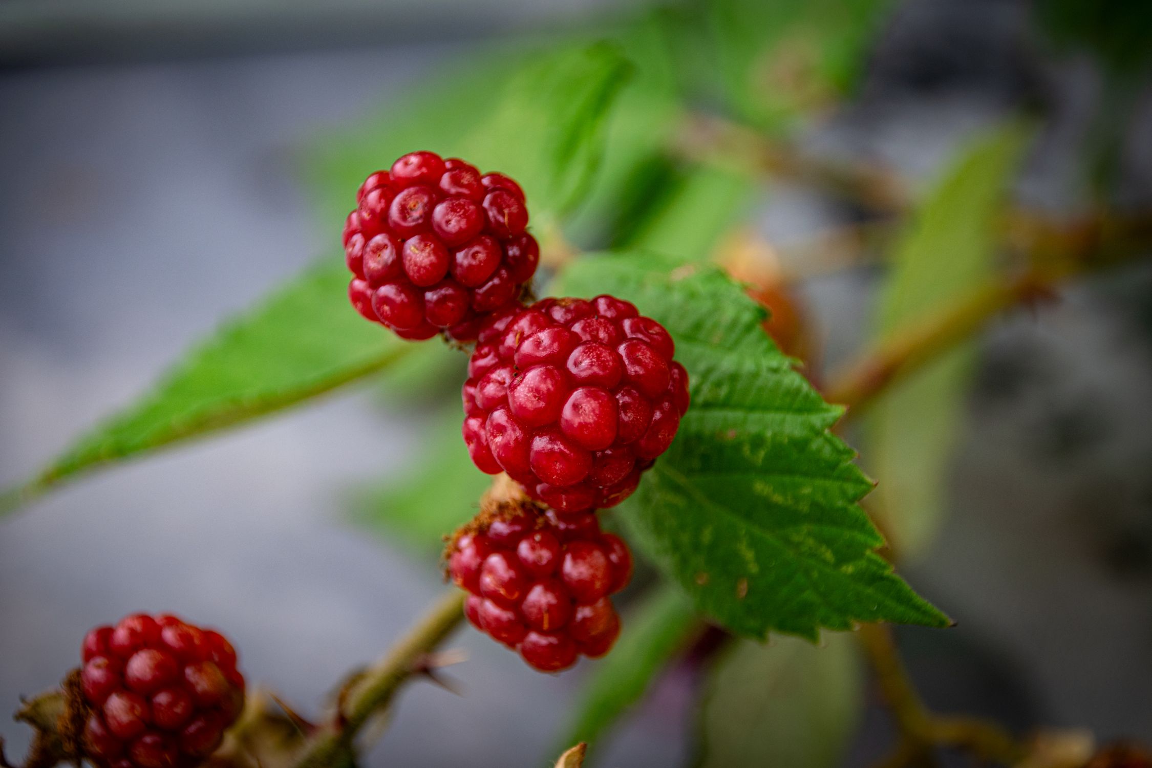 Deep red loganberry-type berries ripening on the vine - British Berries Guide