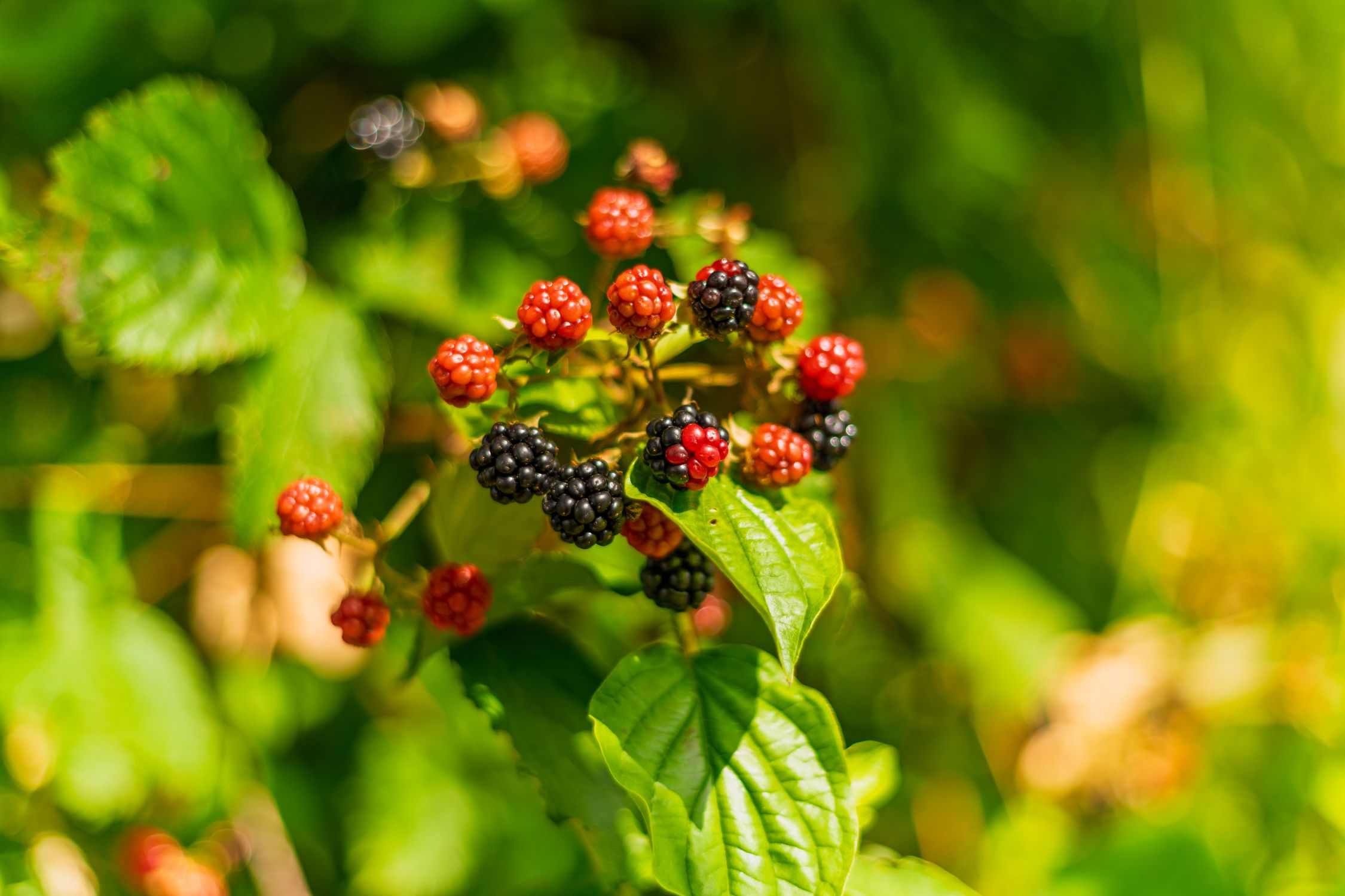 Wild blackberry-type fruit ripening on the bush - British Berries Guide