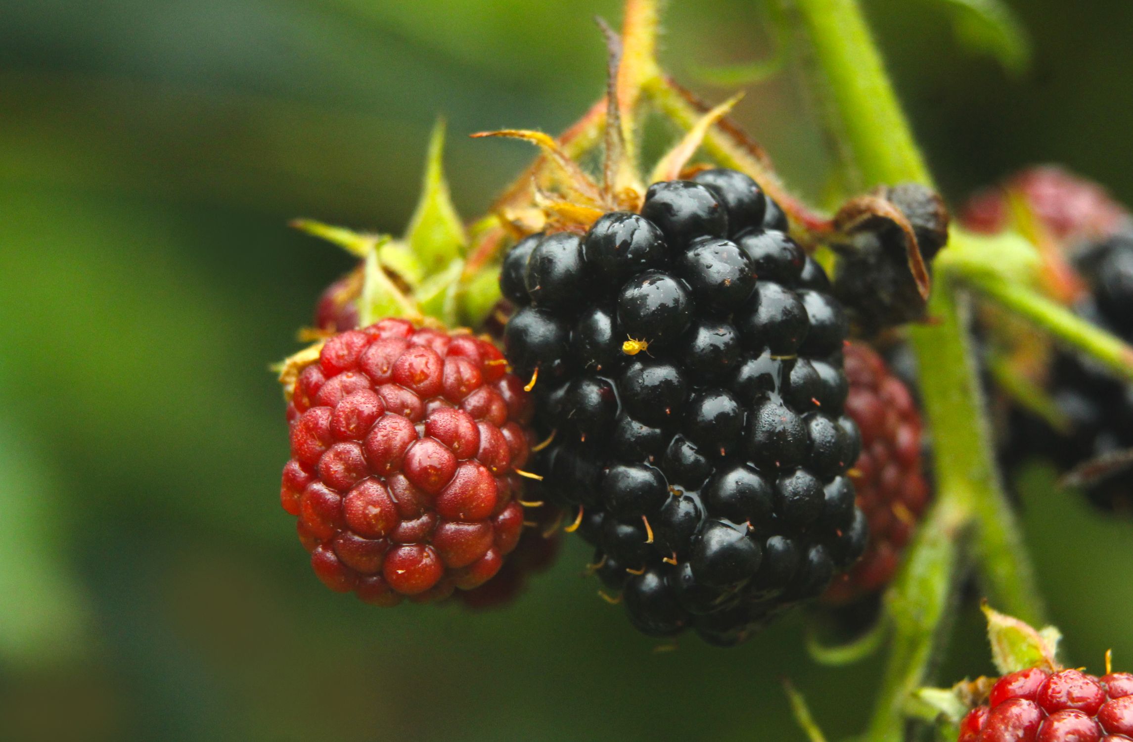 Ripe blackberries on the vine for hedgerow jelly