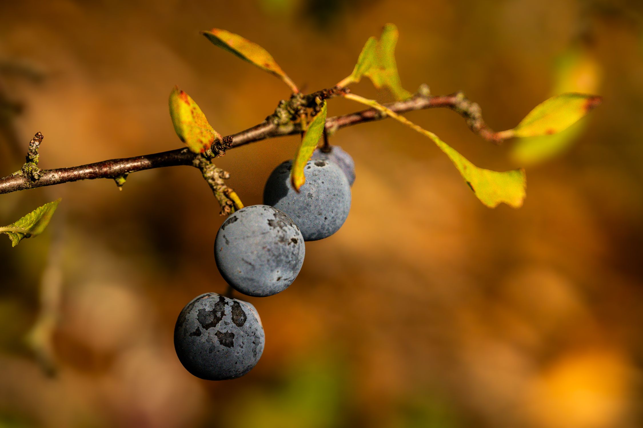 Dark blue-black sloes on blackthorn branches, used for sloe gin
