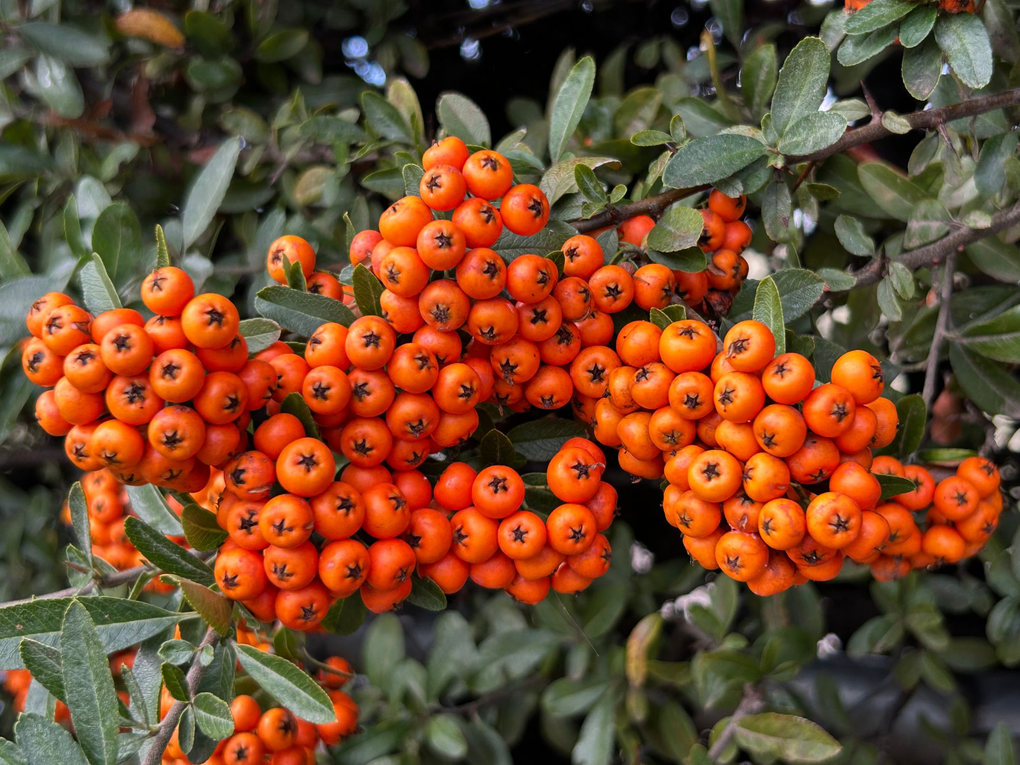 Golden amber berries clustered on the branch - British Berries Guide