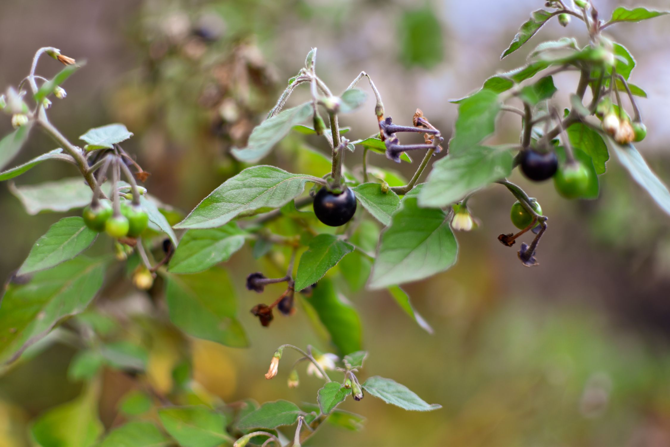 Nightshade plant with dark berries and green leaves growing in the wild