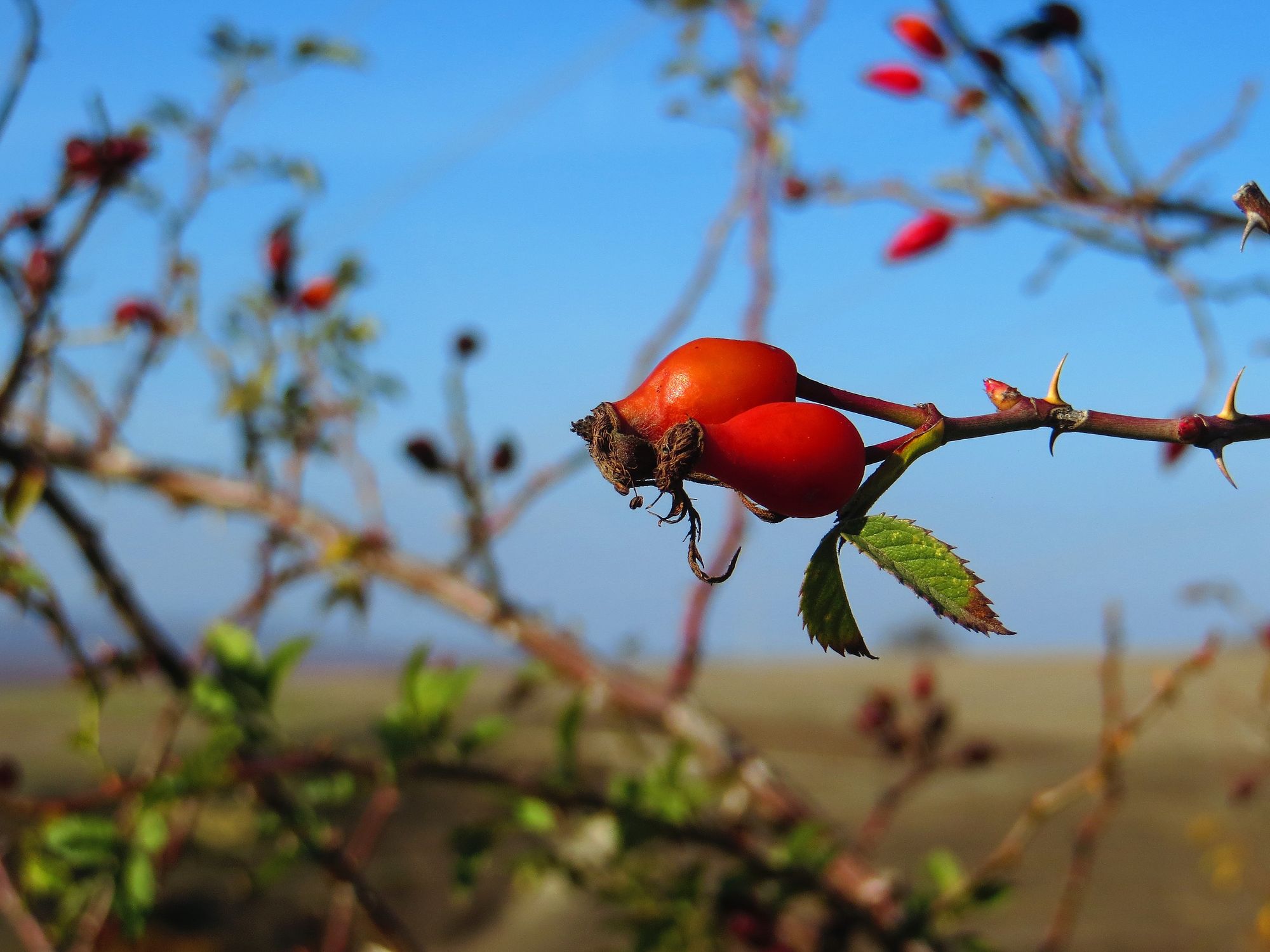 Vibrant red rose hips on a thorny branch